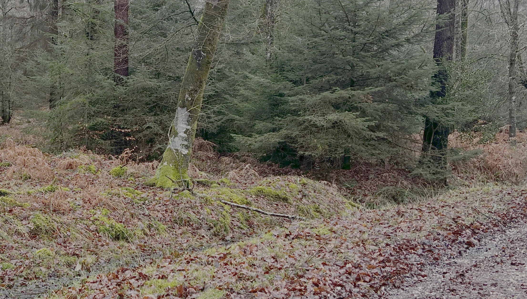 Clue: In the shadows