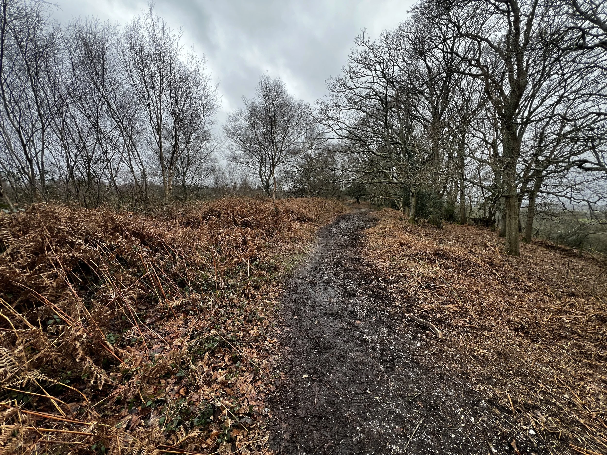 Clue: bracken is the same colour as Rodney's brown bits