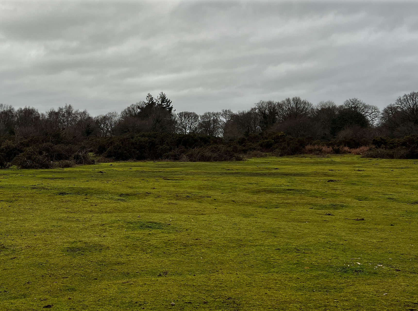 Clue: he's in the gorse bushes 