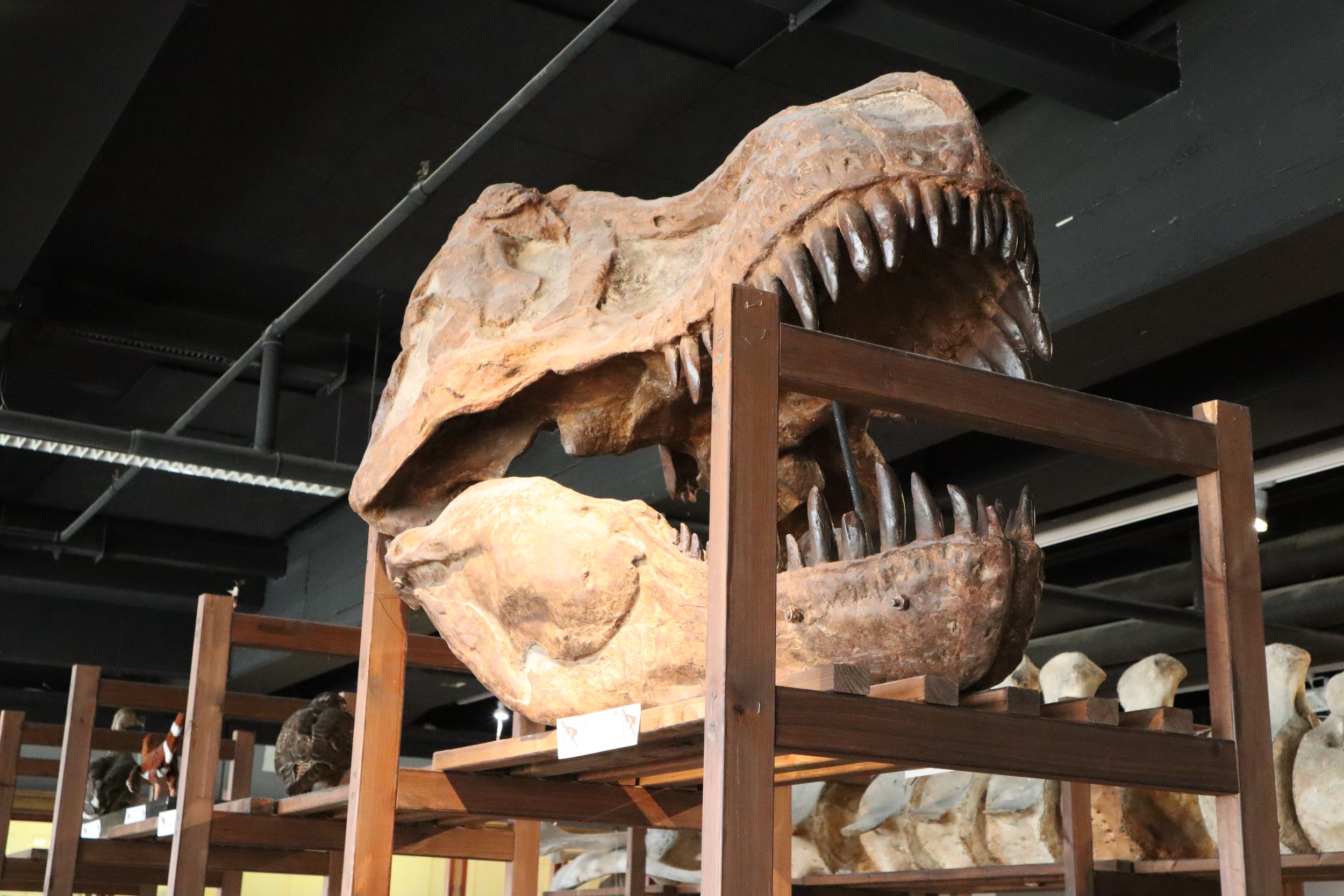 Kids' laboratory with dinosaur skull