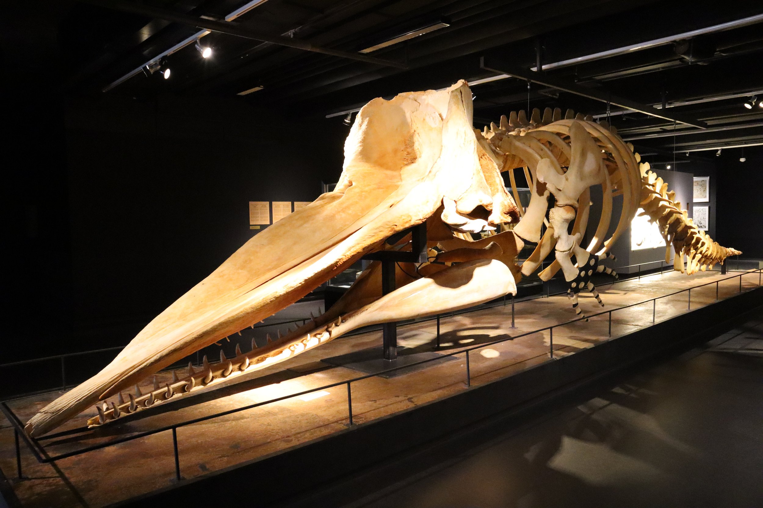 Giant whale skeleton