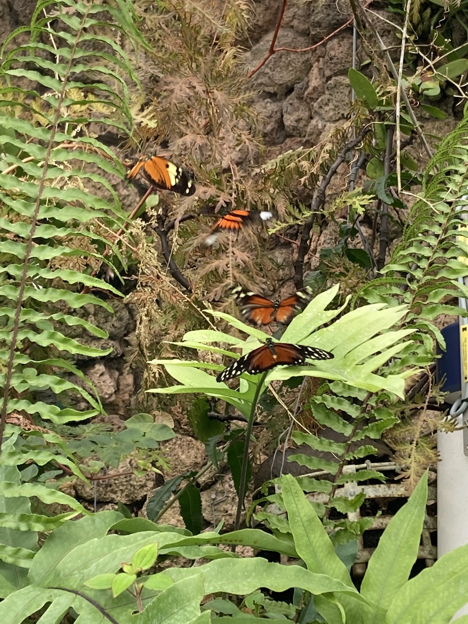 Butterfly House, Copenhagen