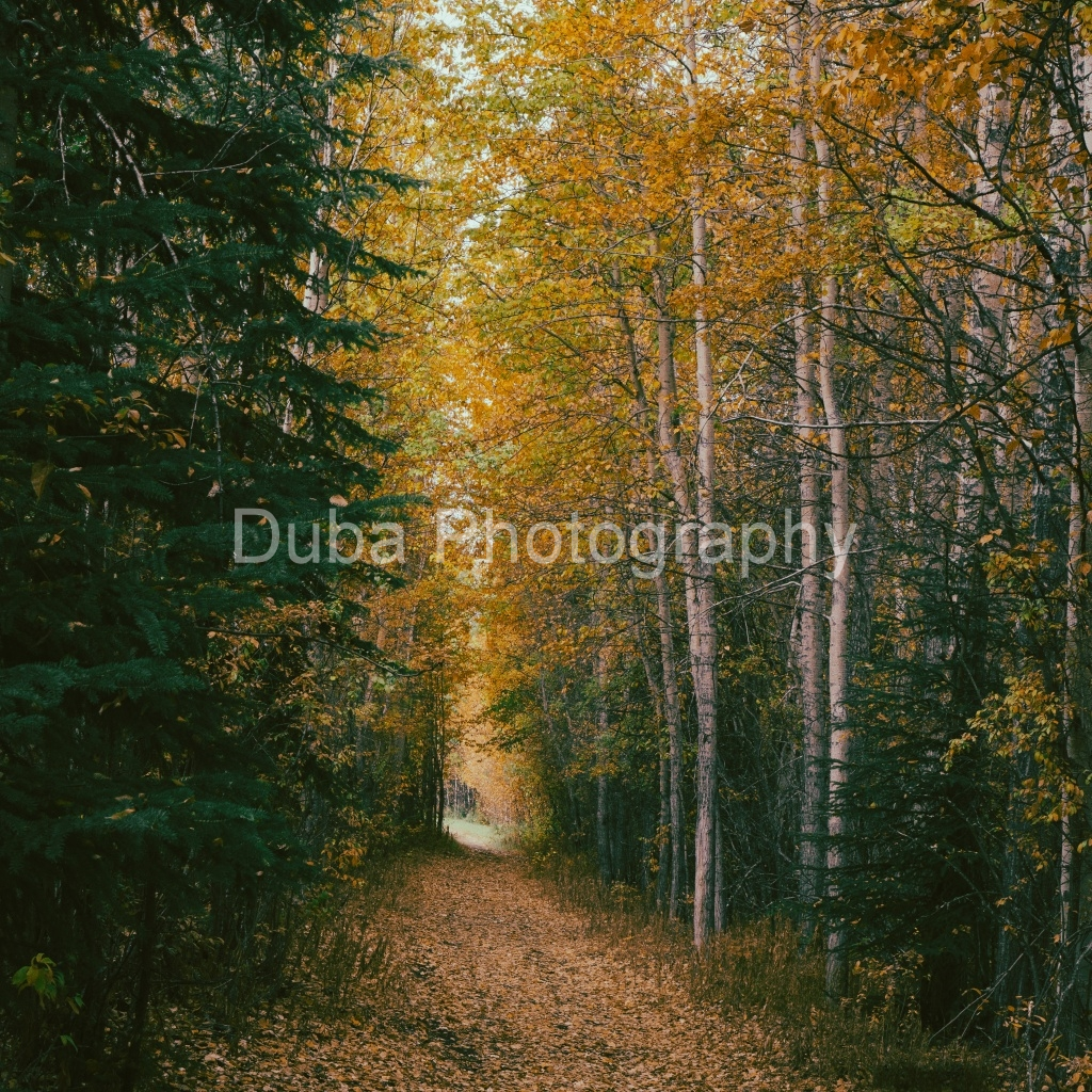 image_original_0ca681f1df8c860be2342ee37544ed4b.png