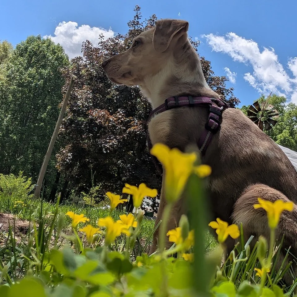 My husband and I recently adopted a puppy. Our wonderfully adventurous pup, Nova, has kept us on our toes. Some of the last photos are from when she was around 8 or 9 weeks old (10lbs). Some of them are from more recently with her being almost 4 mont