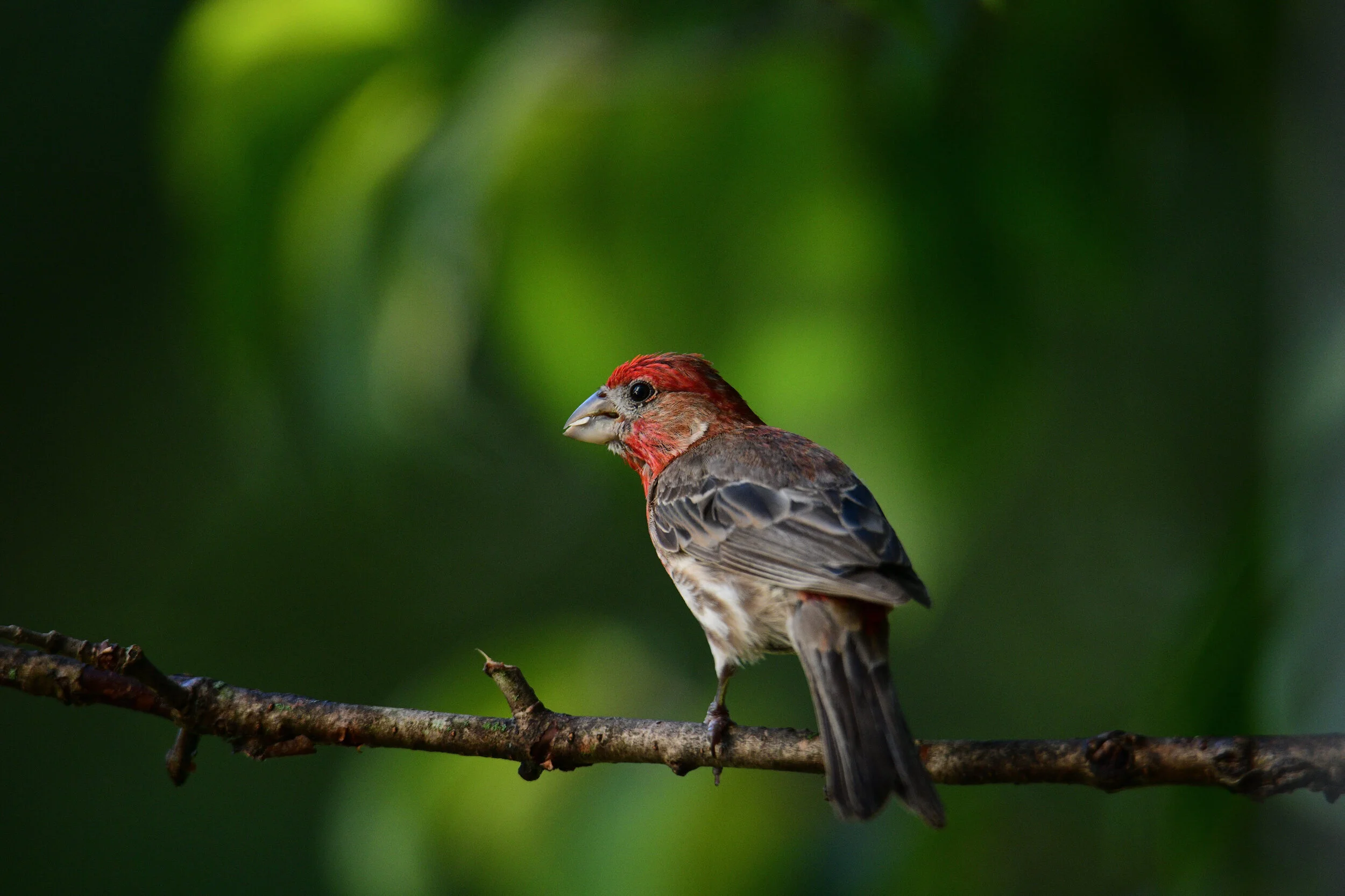 House Finch in Yardley, PA