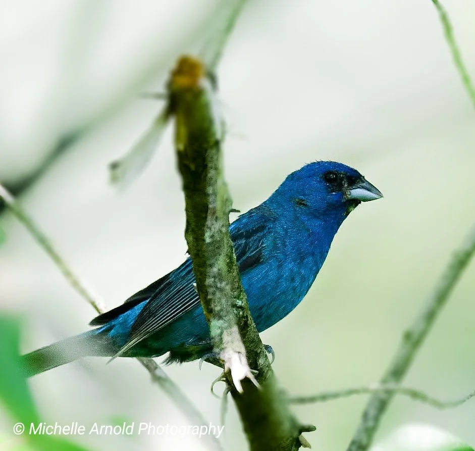 Indigo Bunting