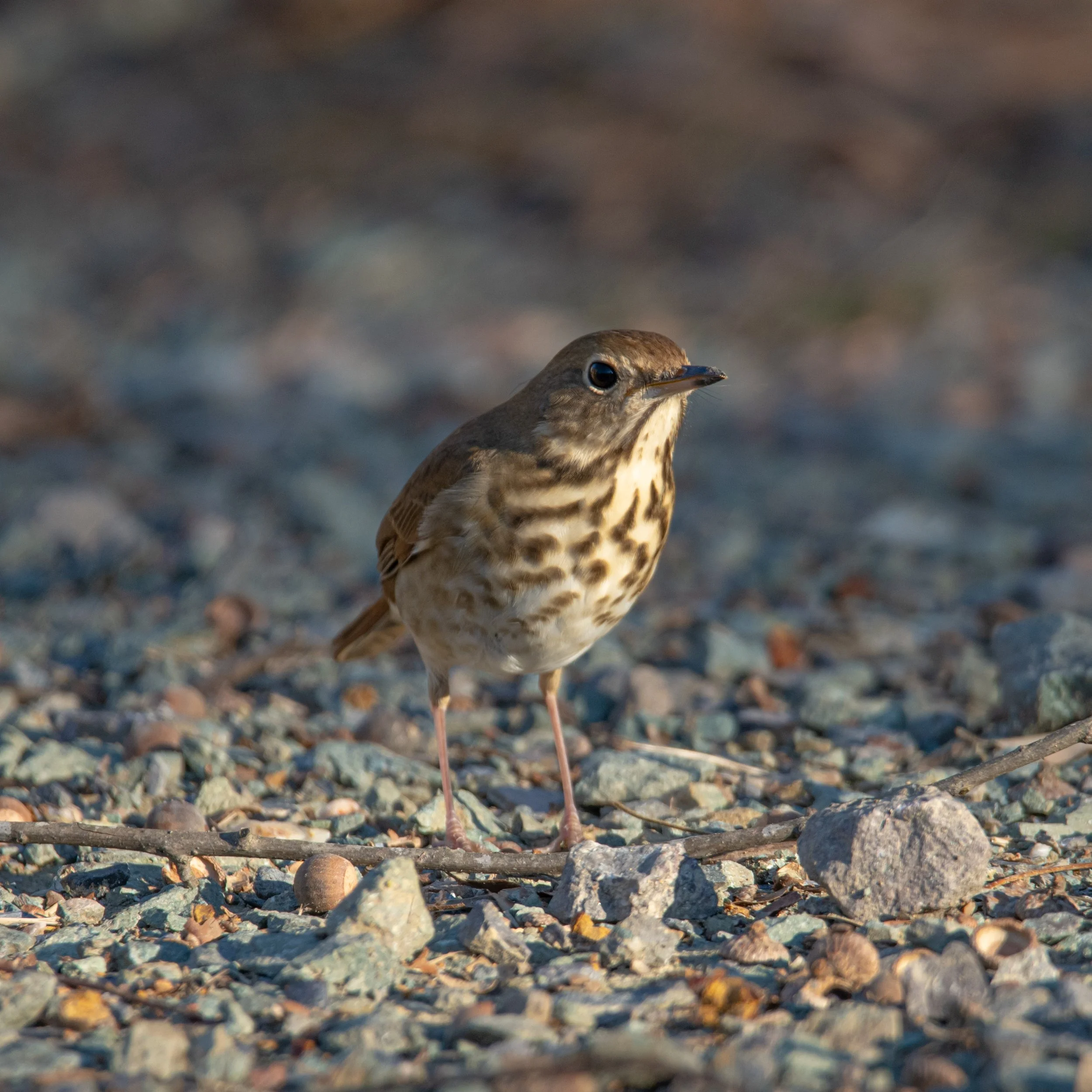 Hermit Thrush