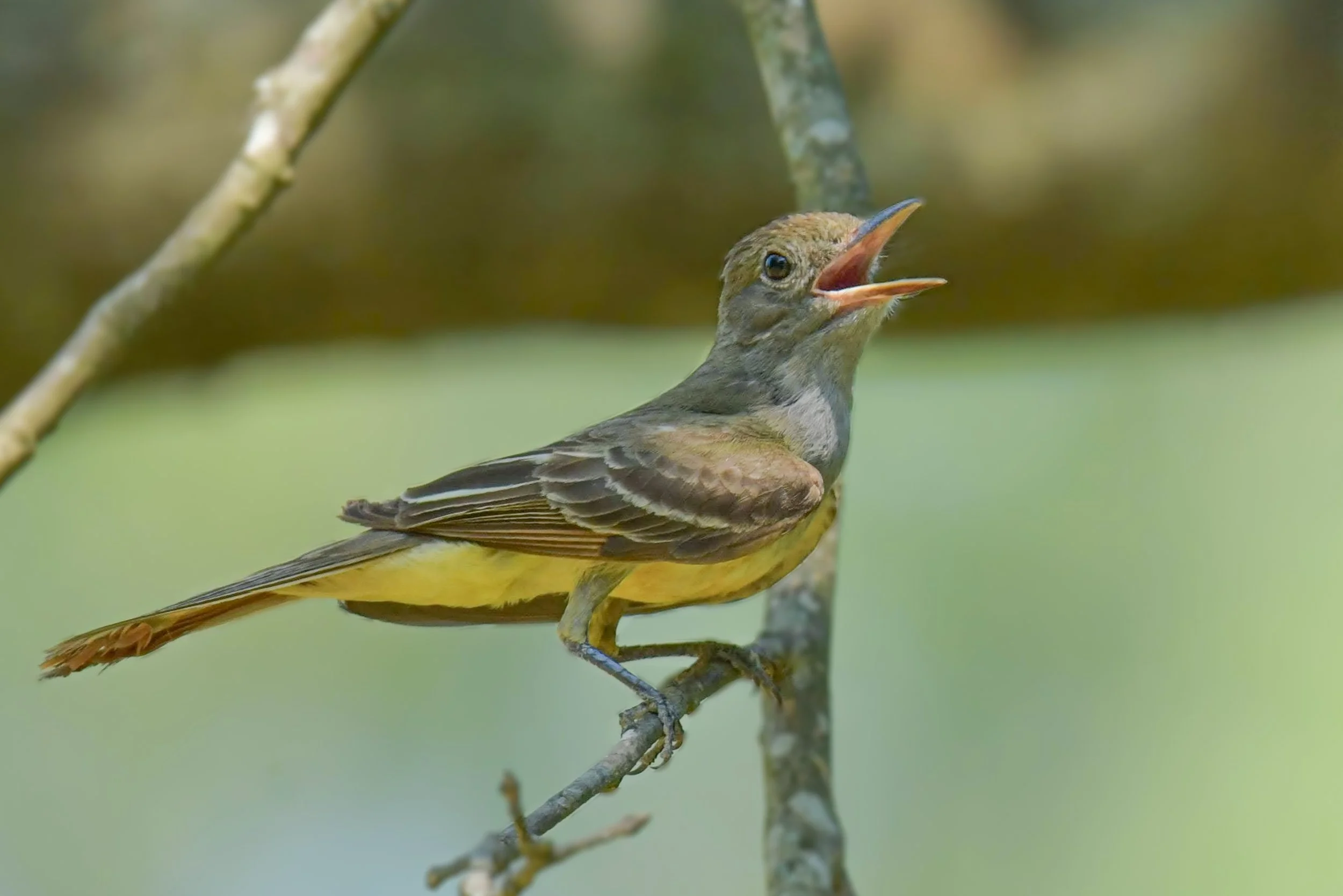 Great Crested Flycatcher