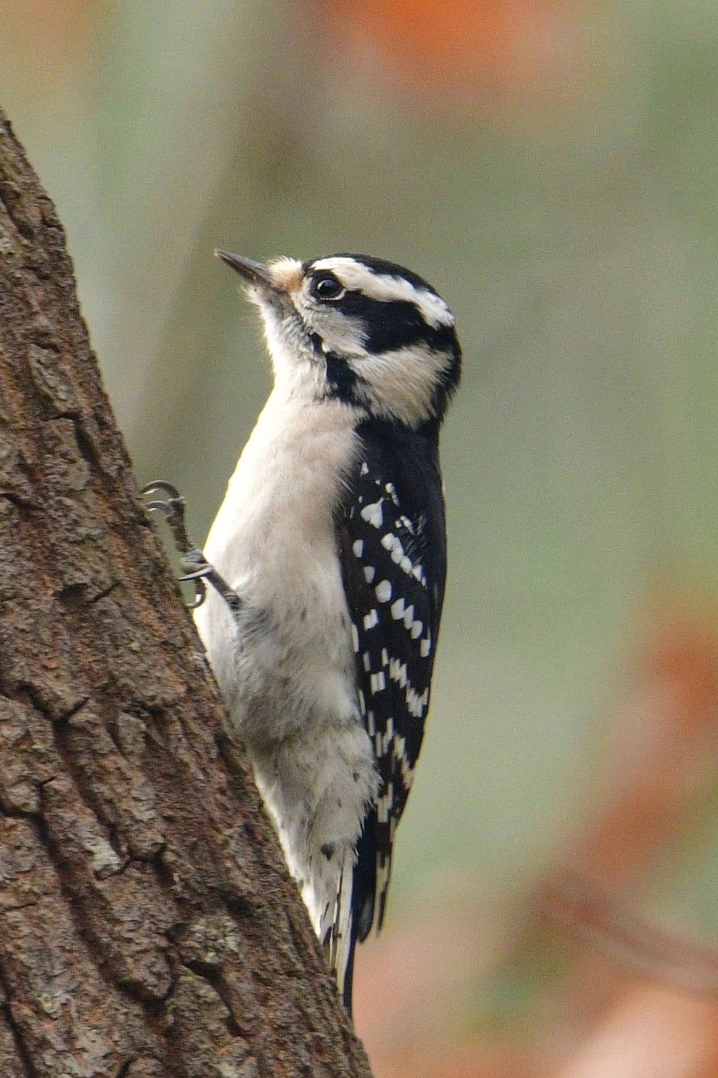 Downy Woodpecker
