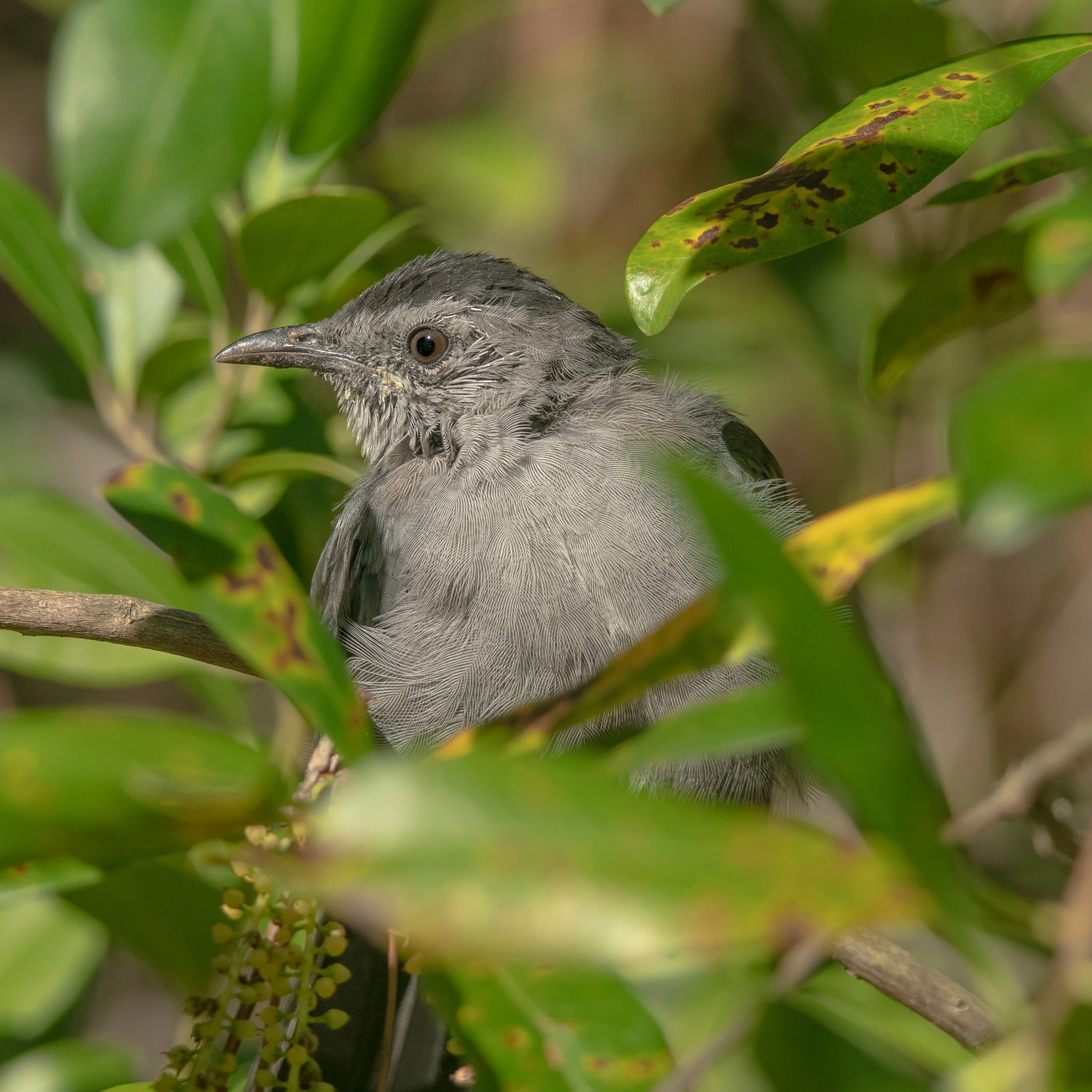 Catbird