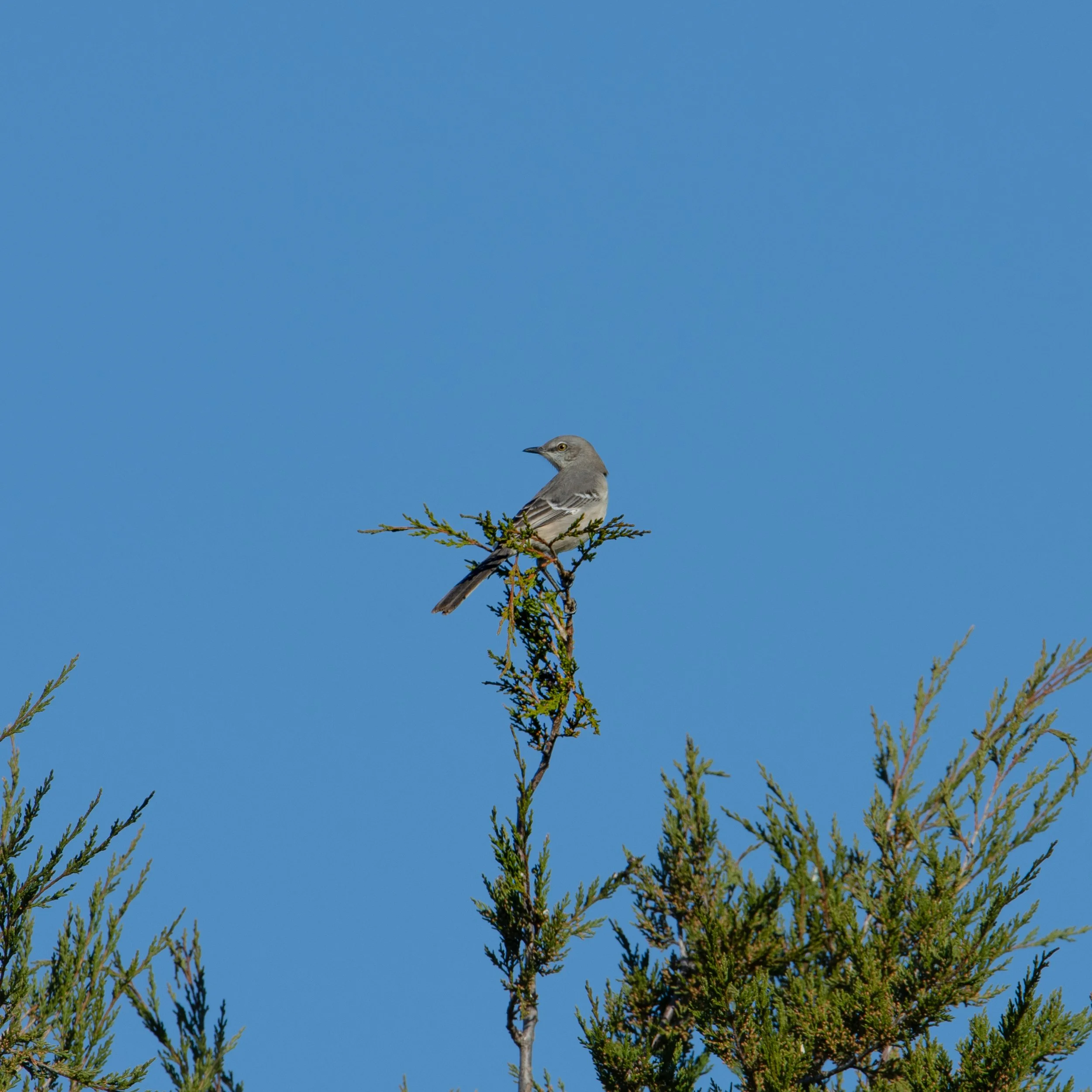 Northern Mockingbird
