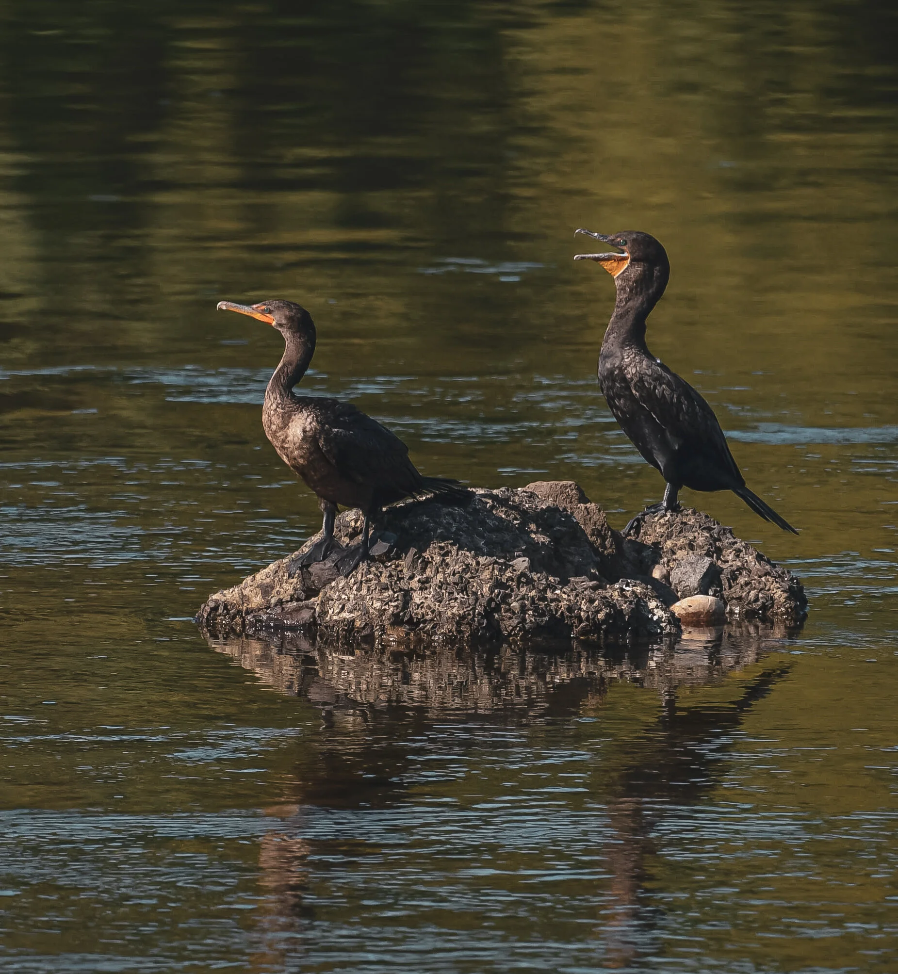 Cormorants in the Delaware River between Trenton, NJ and Yardley, PA