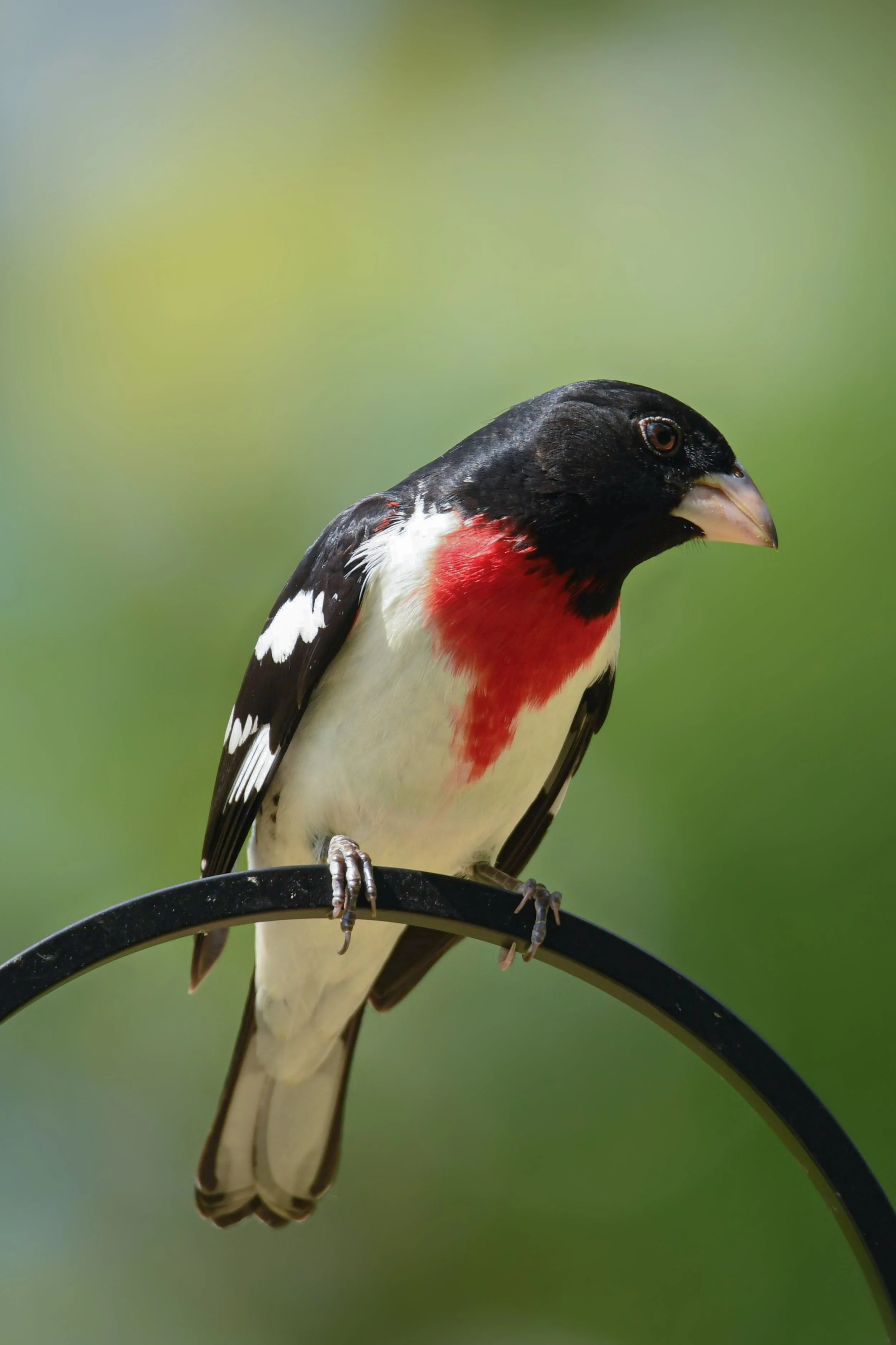 Red-Breasted Grosbeak
