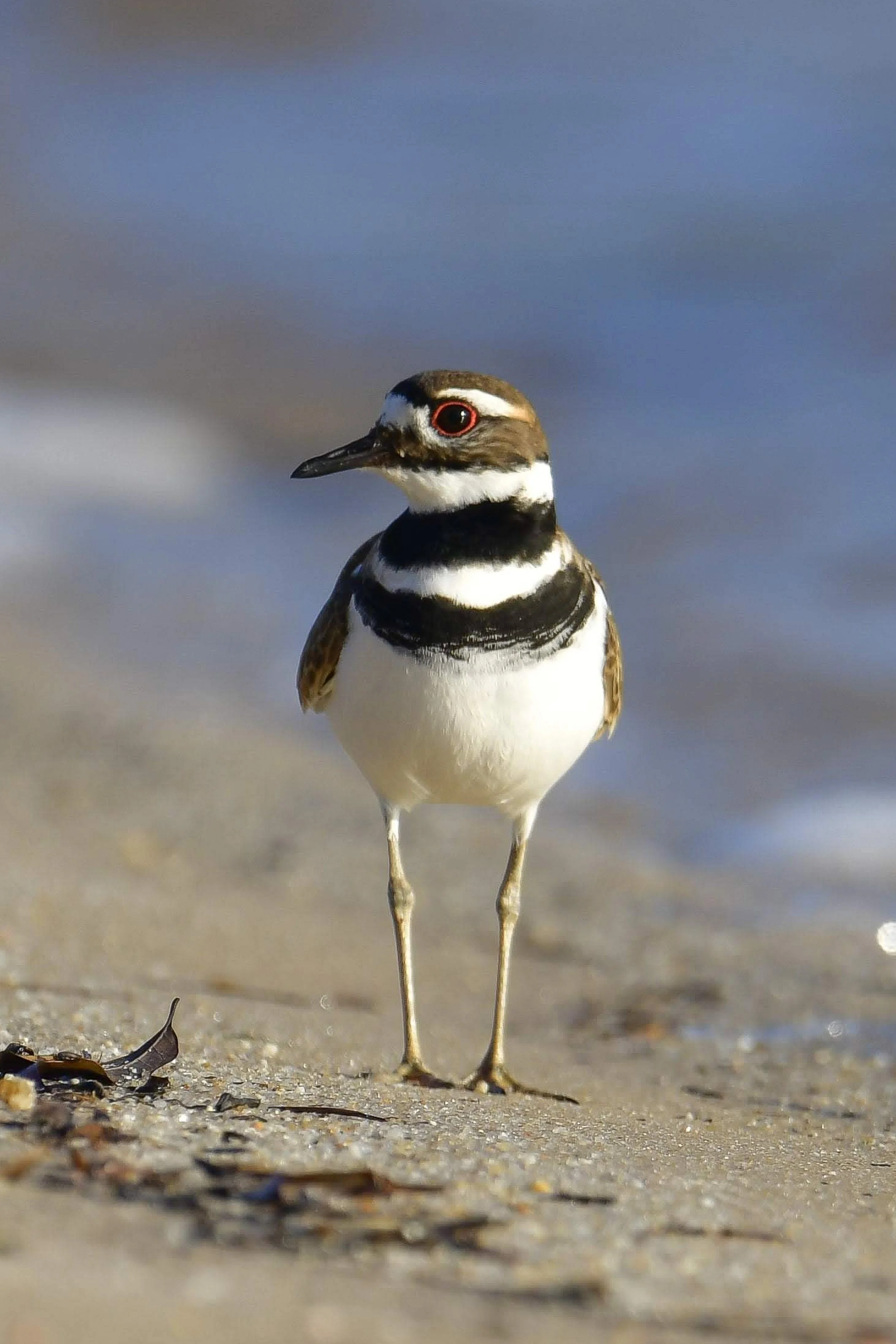 Killdeer