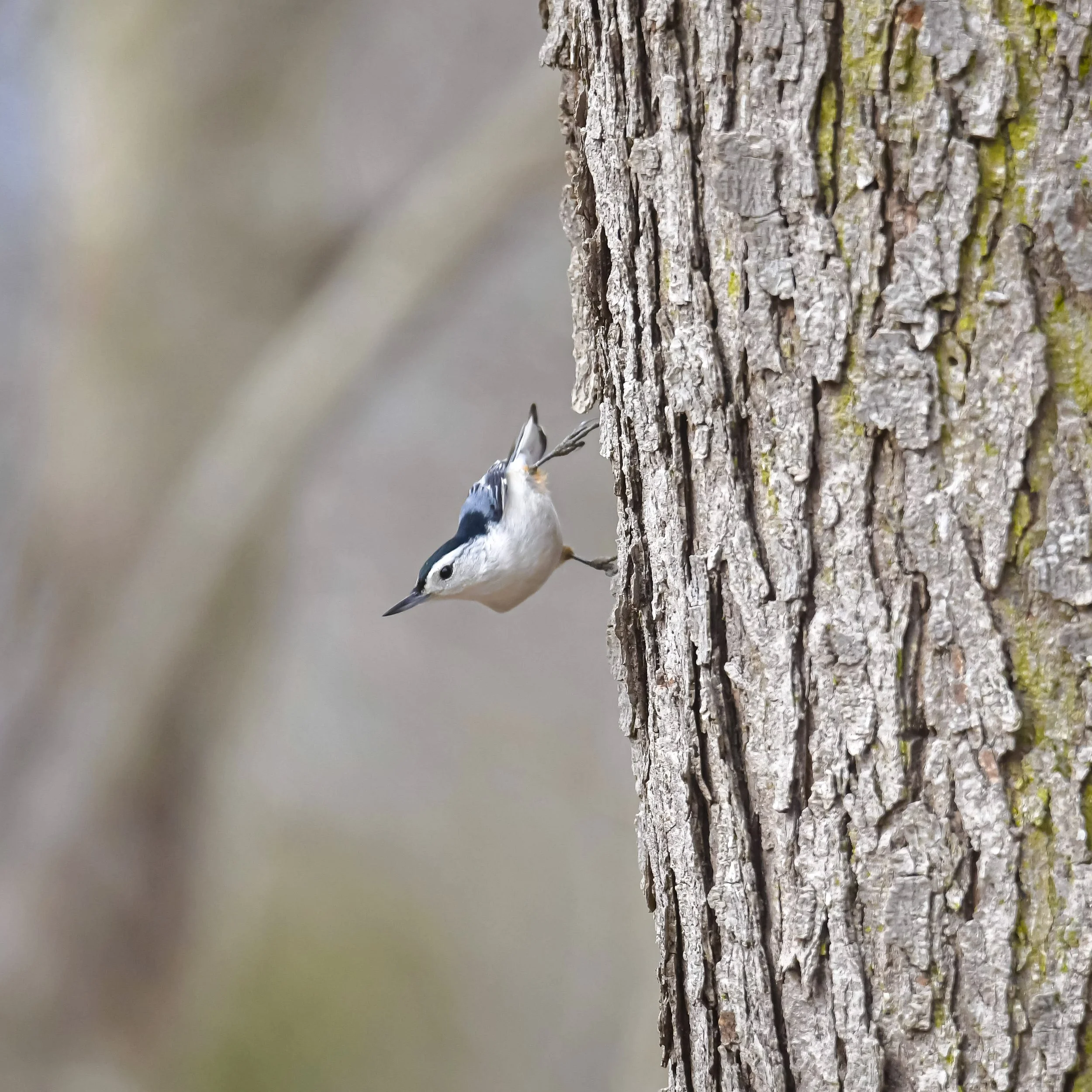 White-Breasted Nuthatch