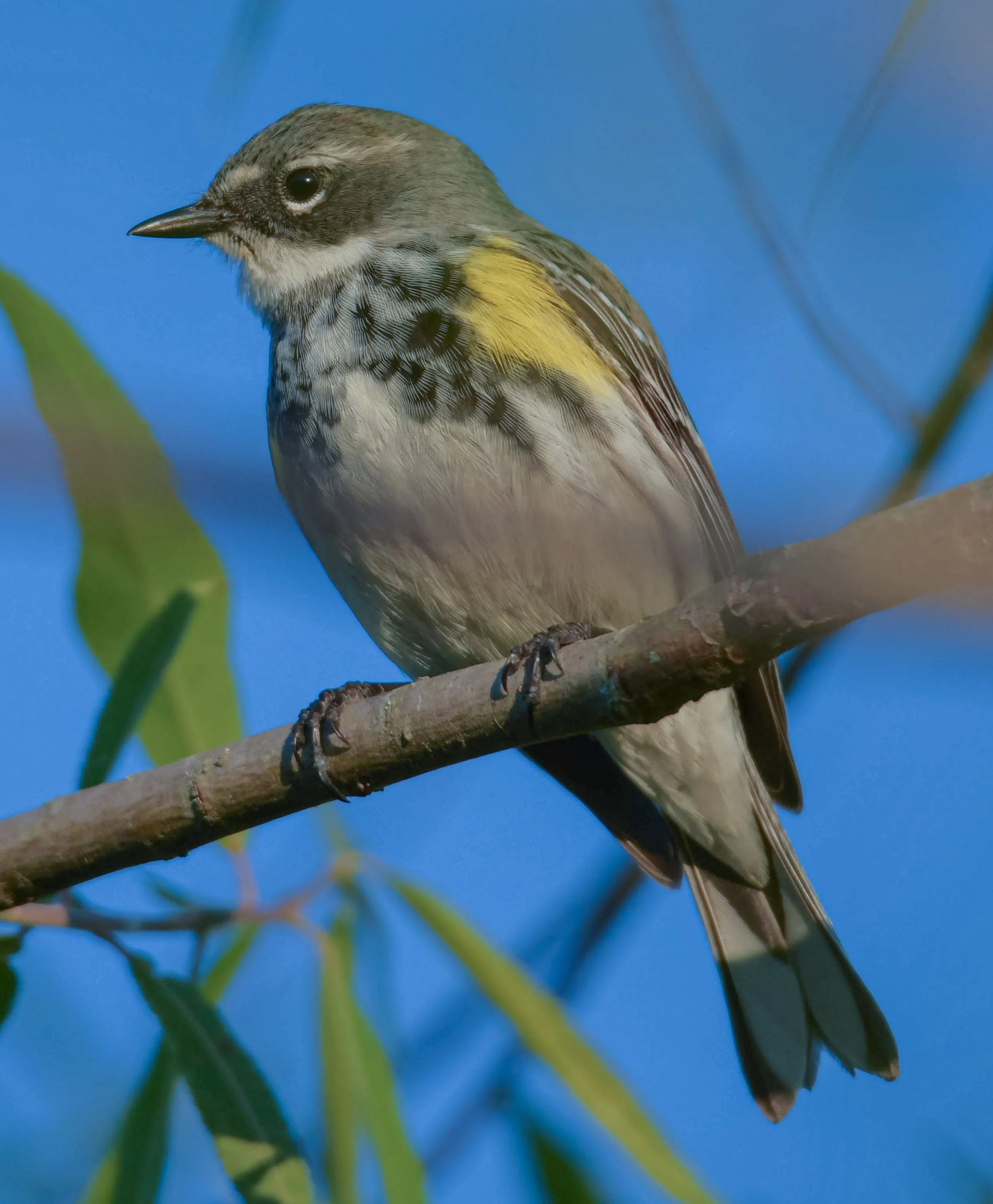 Yellow-rumped Warbler