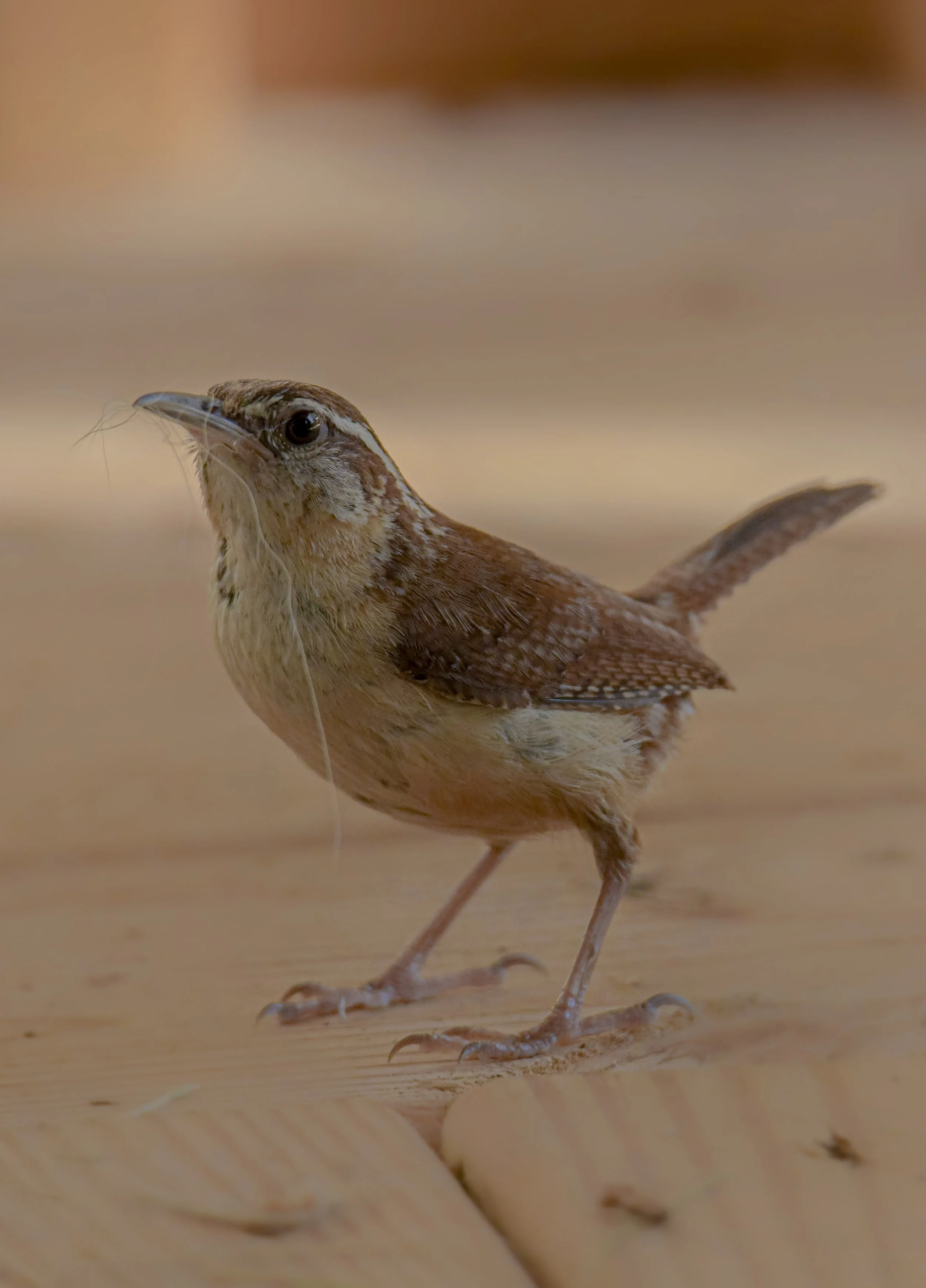 Carolina Wren