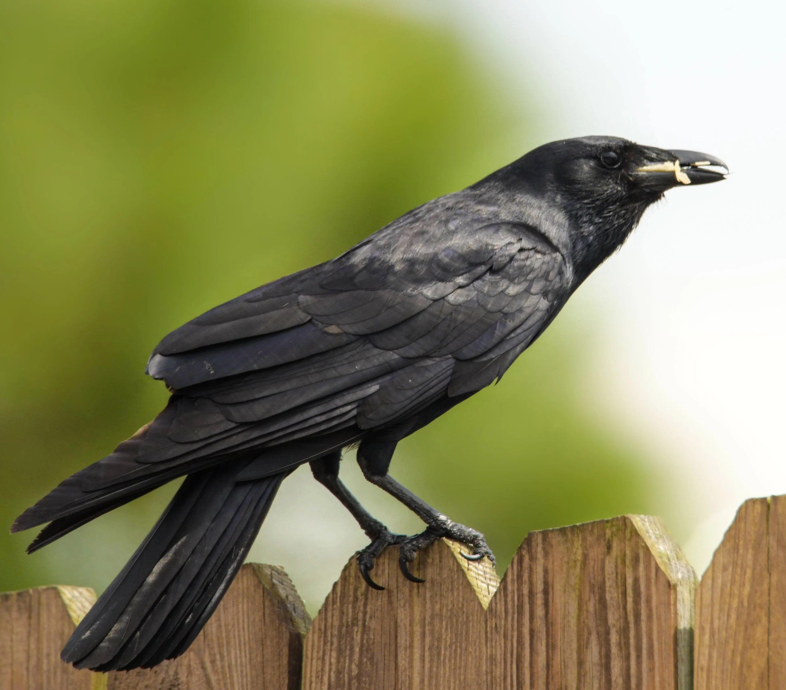 American Crow