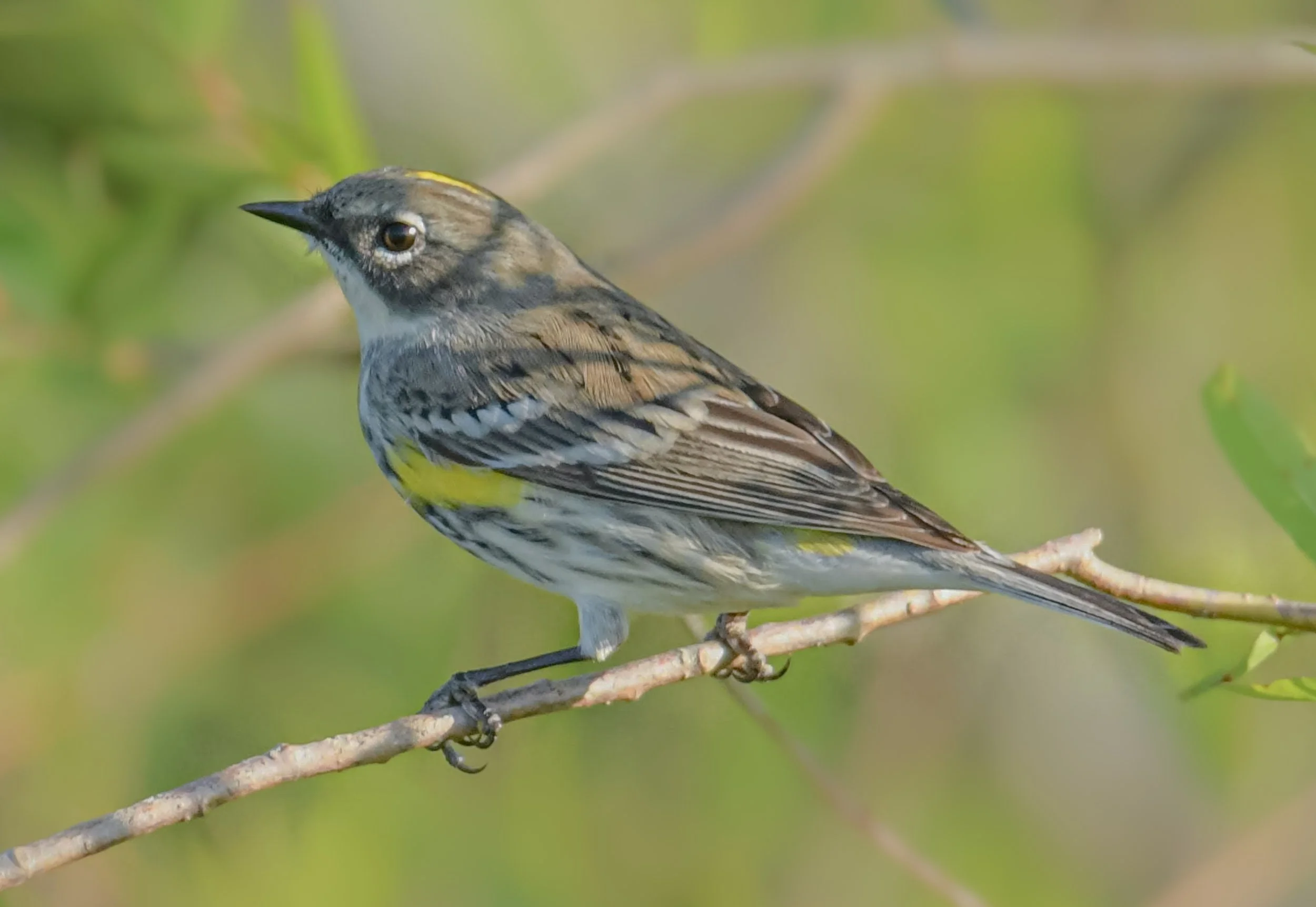Yellow-rumped Warbler