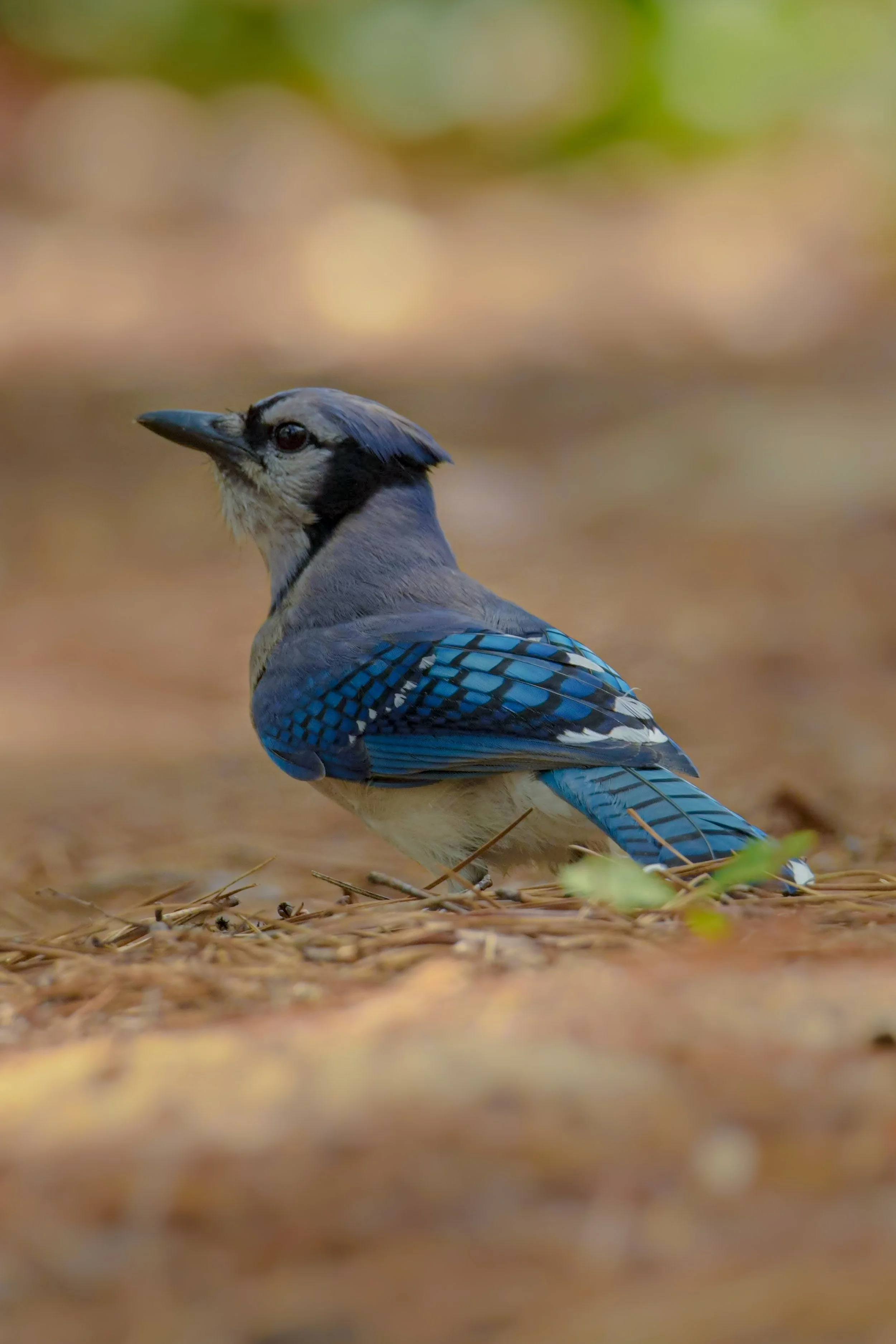 Blue jay