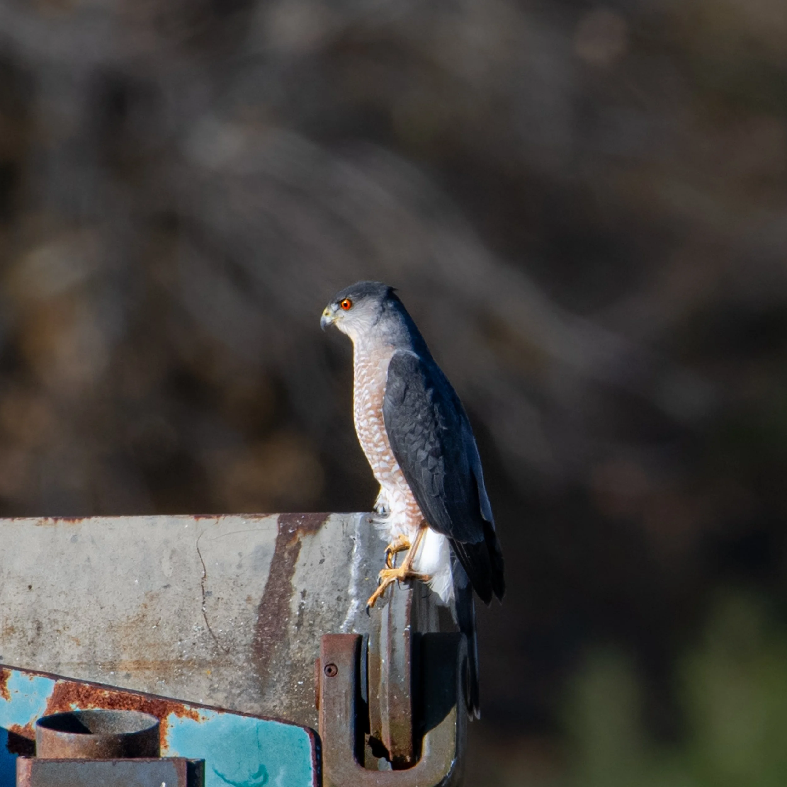 Cooper's Hawk