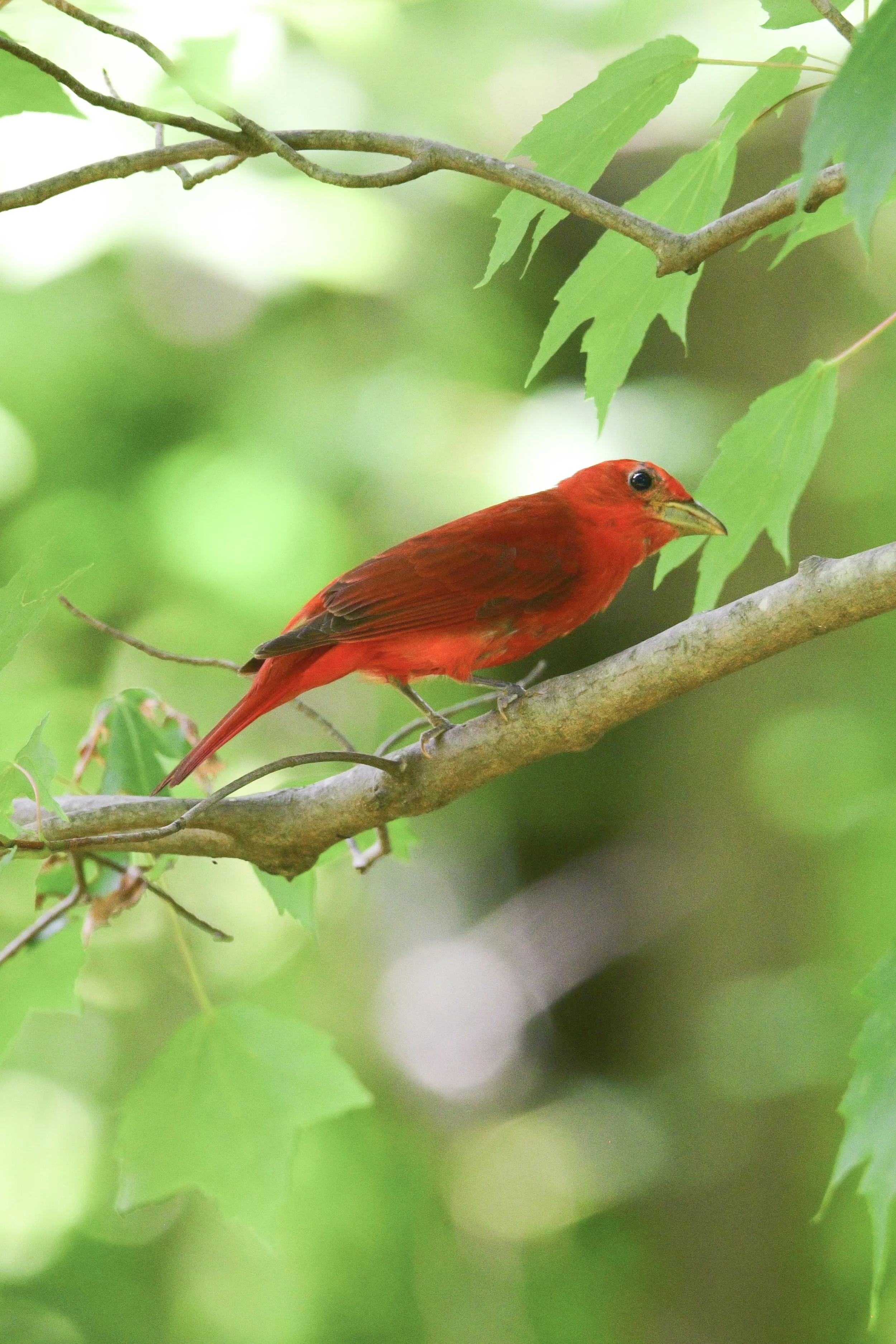 Summer Tanager