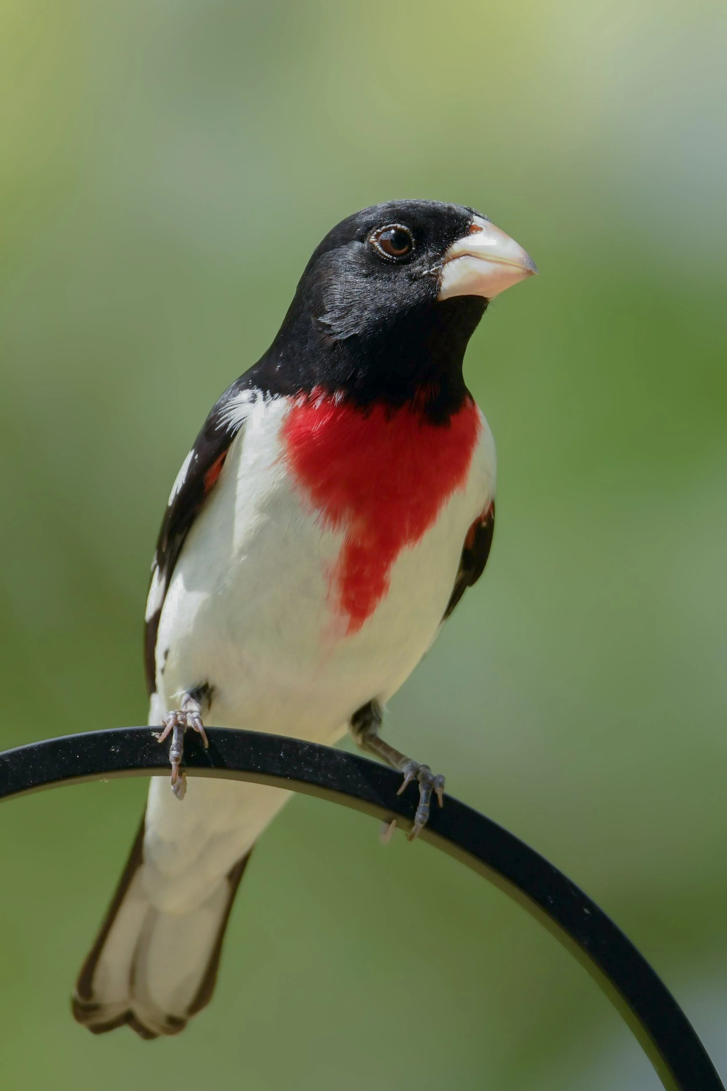 Red-Breasted Grosbeak