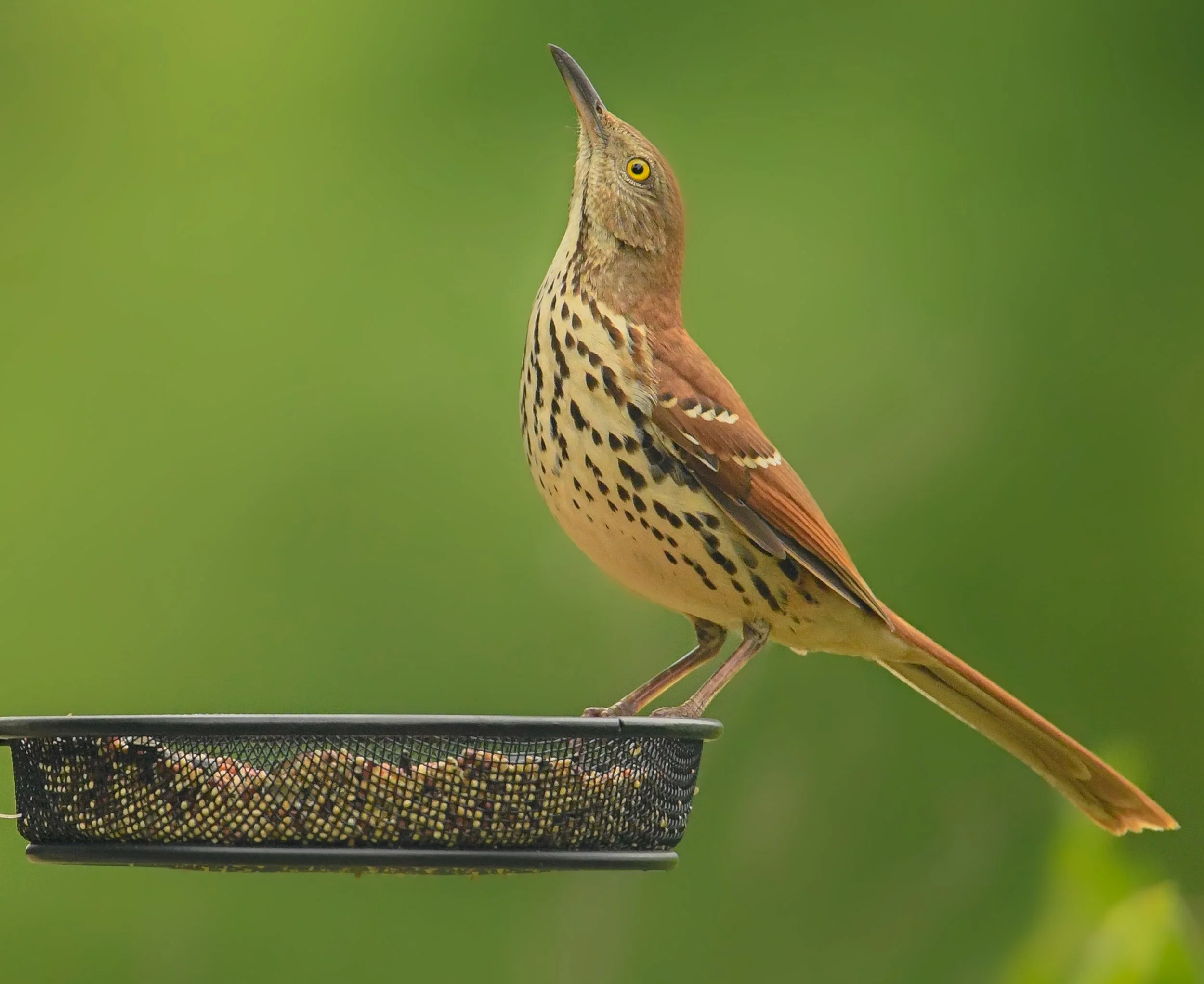 Brown Thrasher