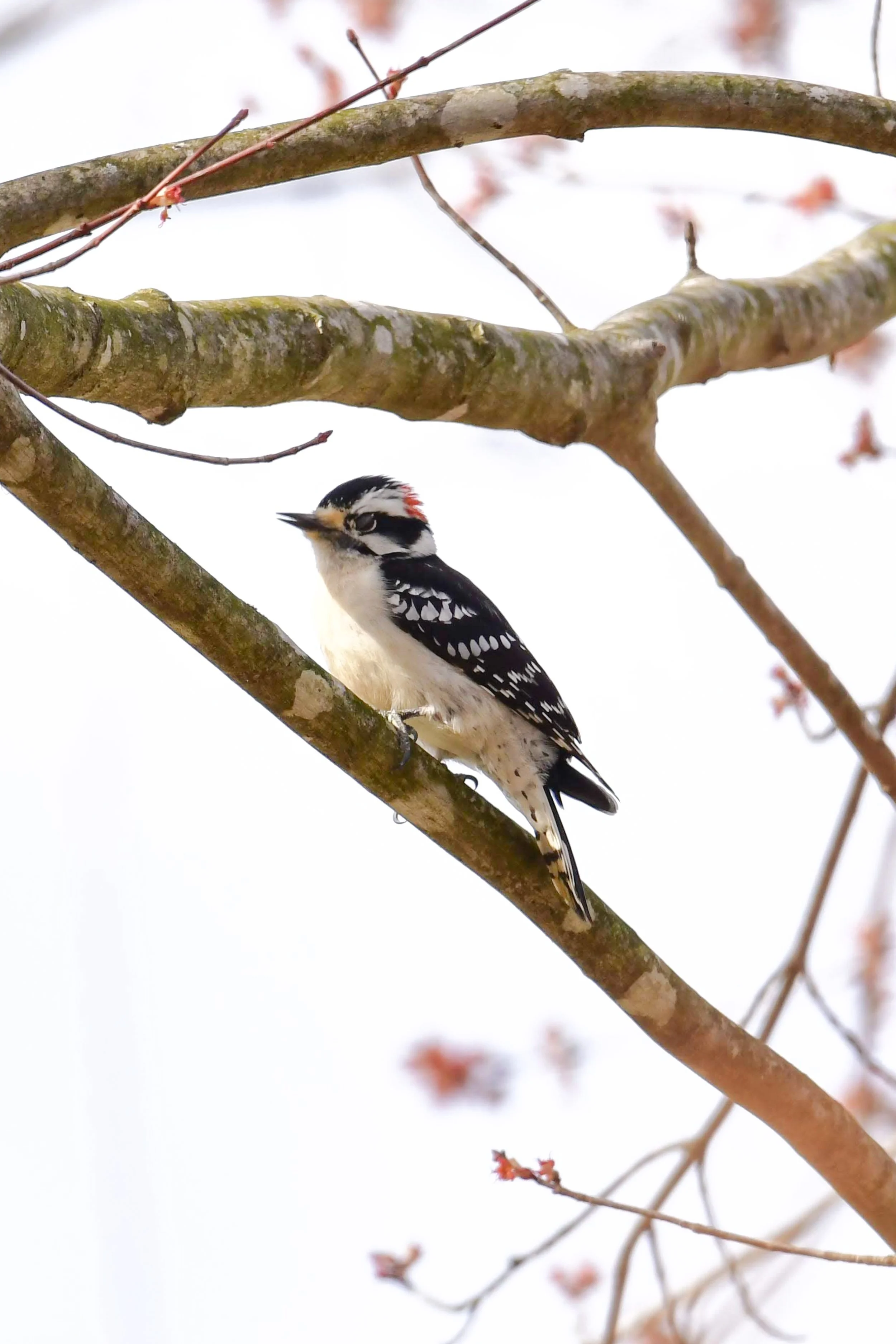 Downy Woodpecker
