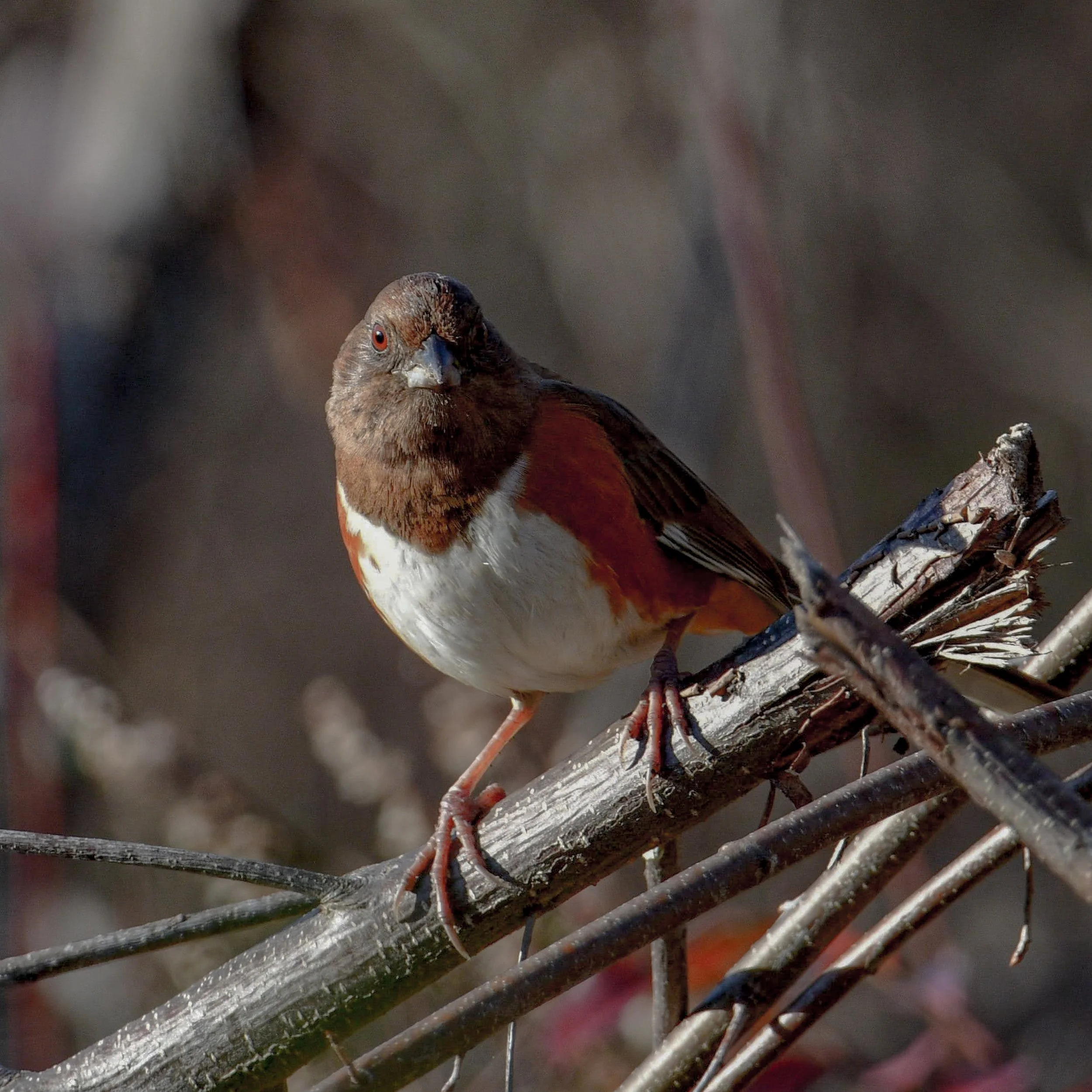 Eastern Towhee