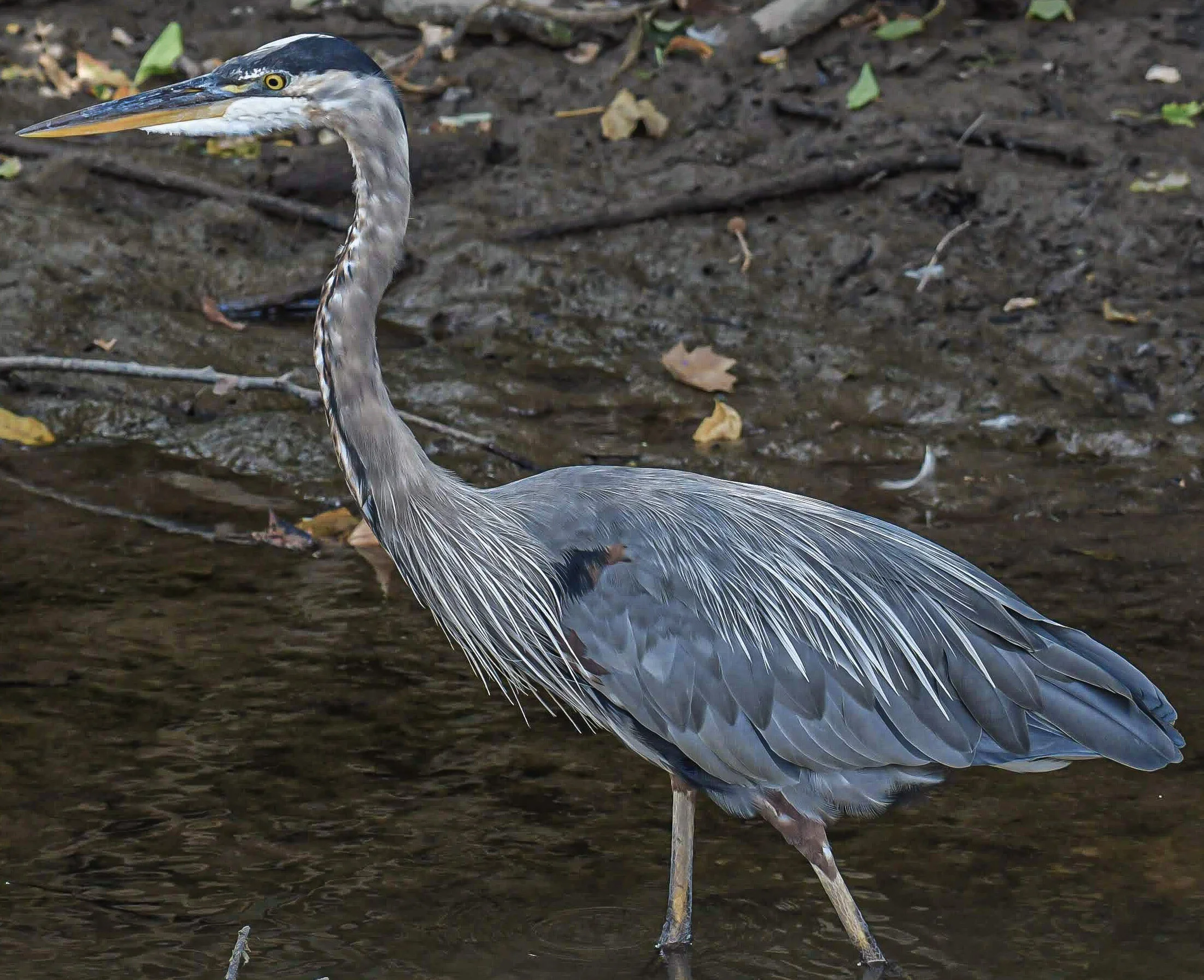 Great Blue Heron at the Delaware Canal Towpath in Yardley, PA