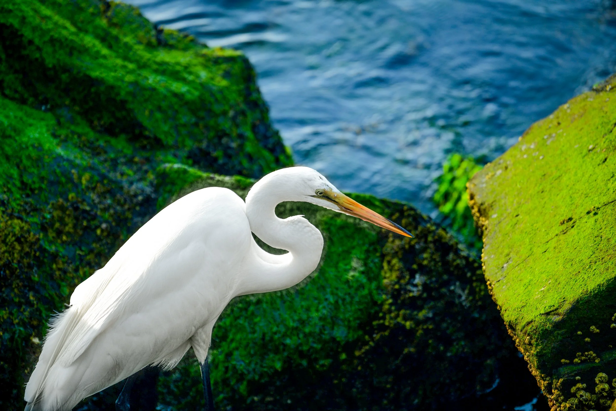 Great Egret