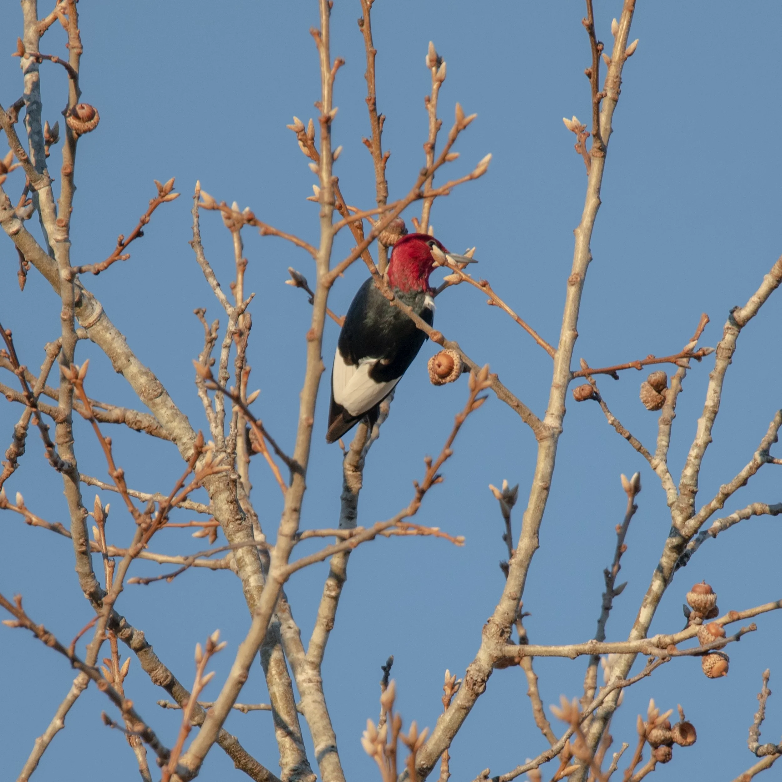 Red-Headed Woodpecker