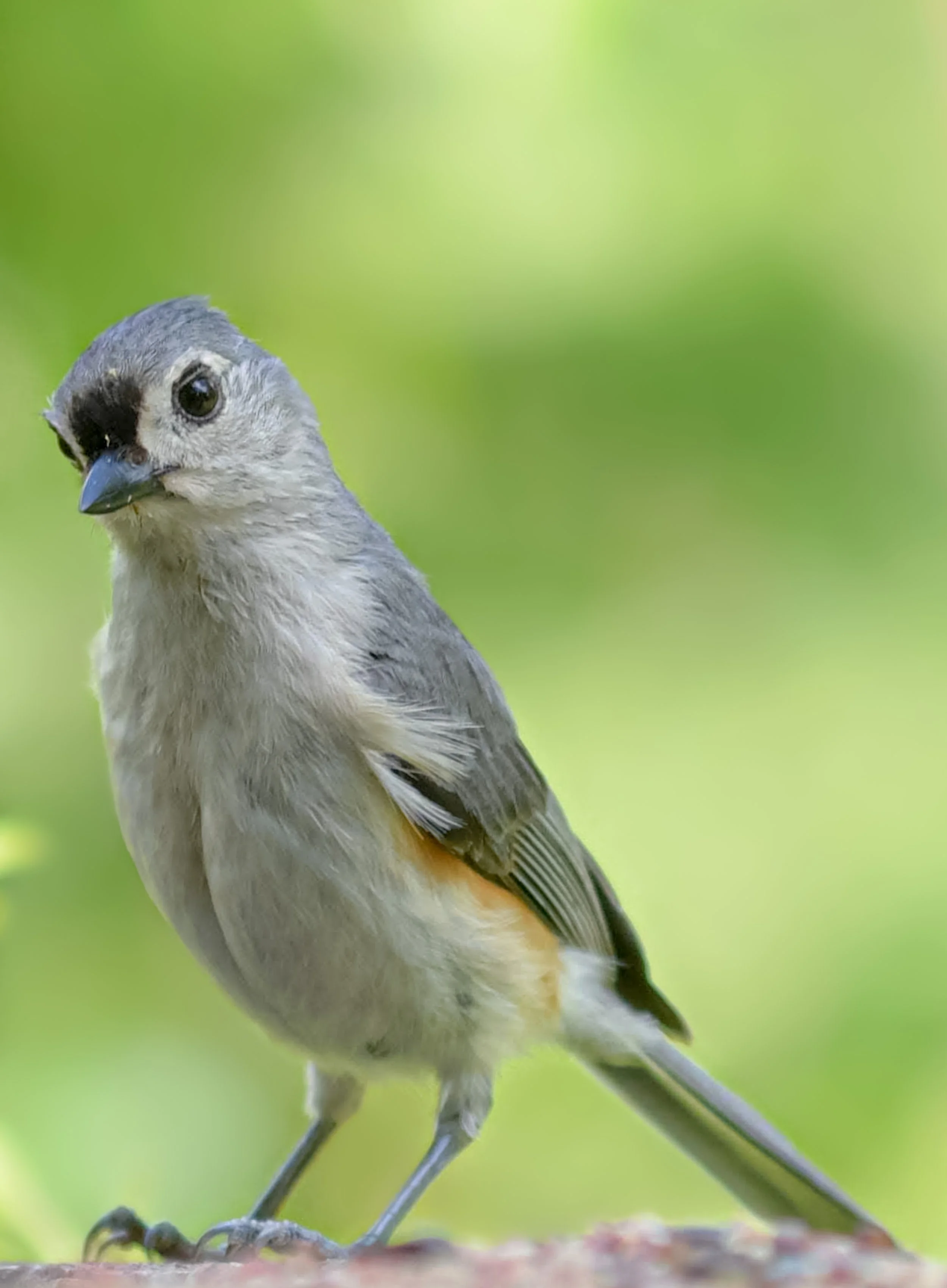 Tufted Titmouse