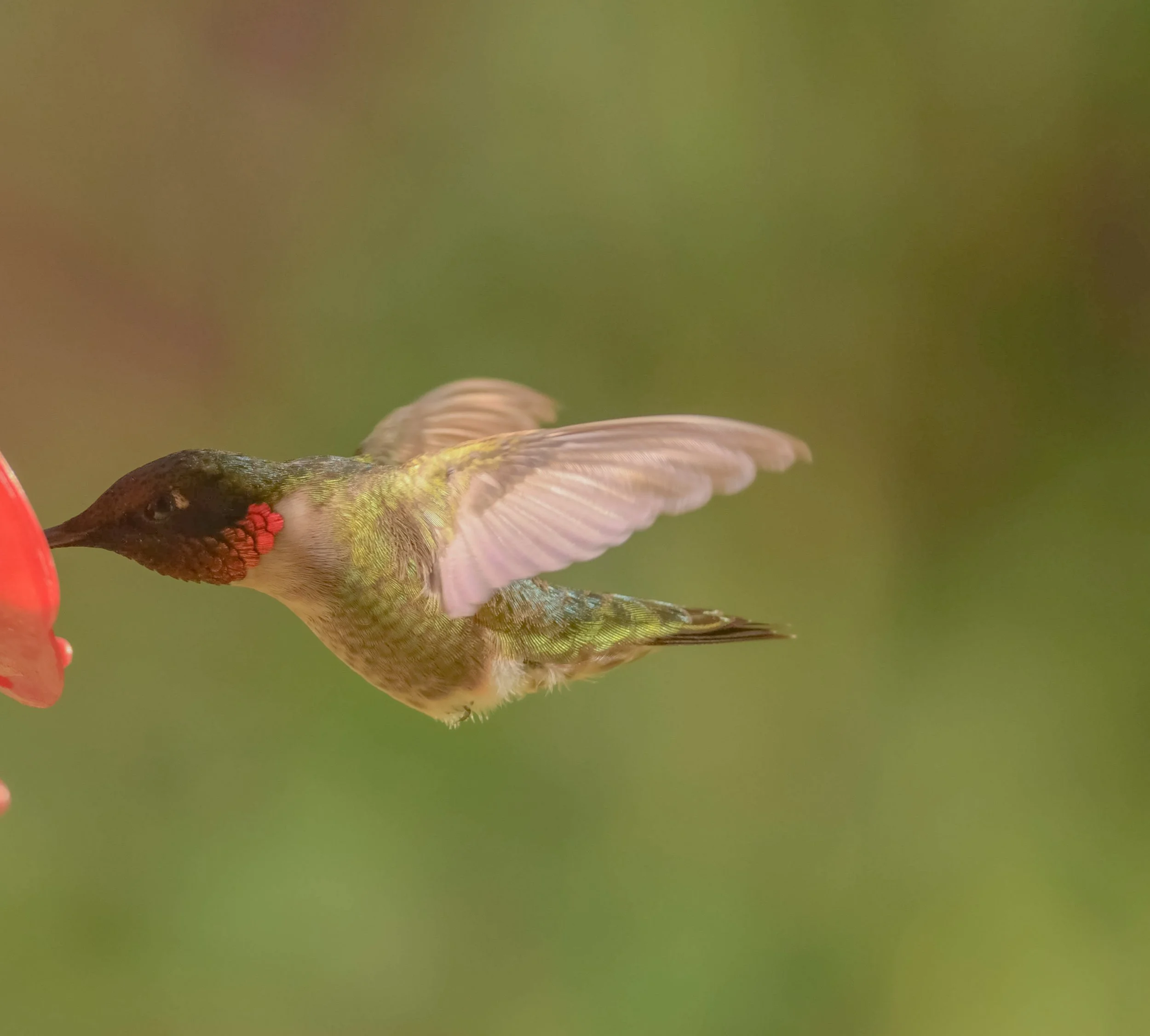 Ruby-throated Hummingbird