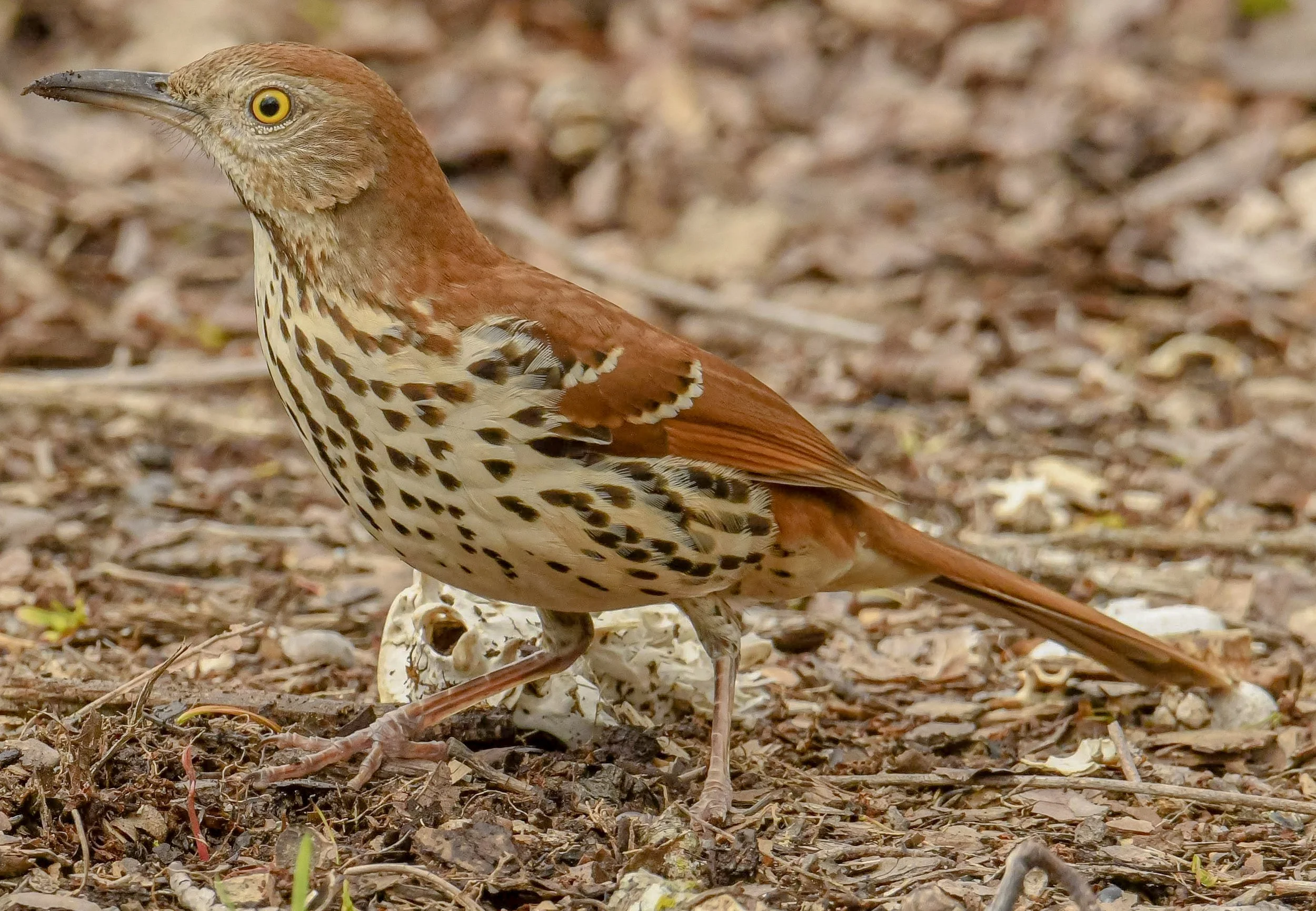 Brown Thrasher