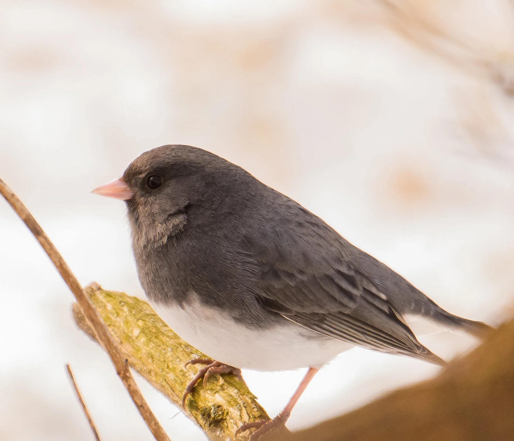 Dark Eyed Junco in Yardley, PA