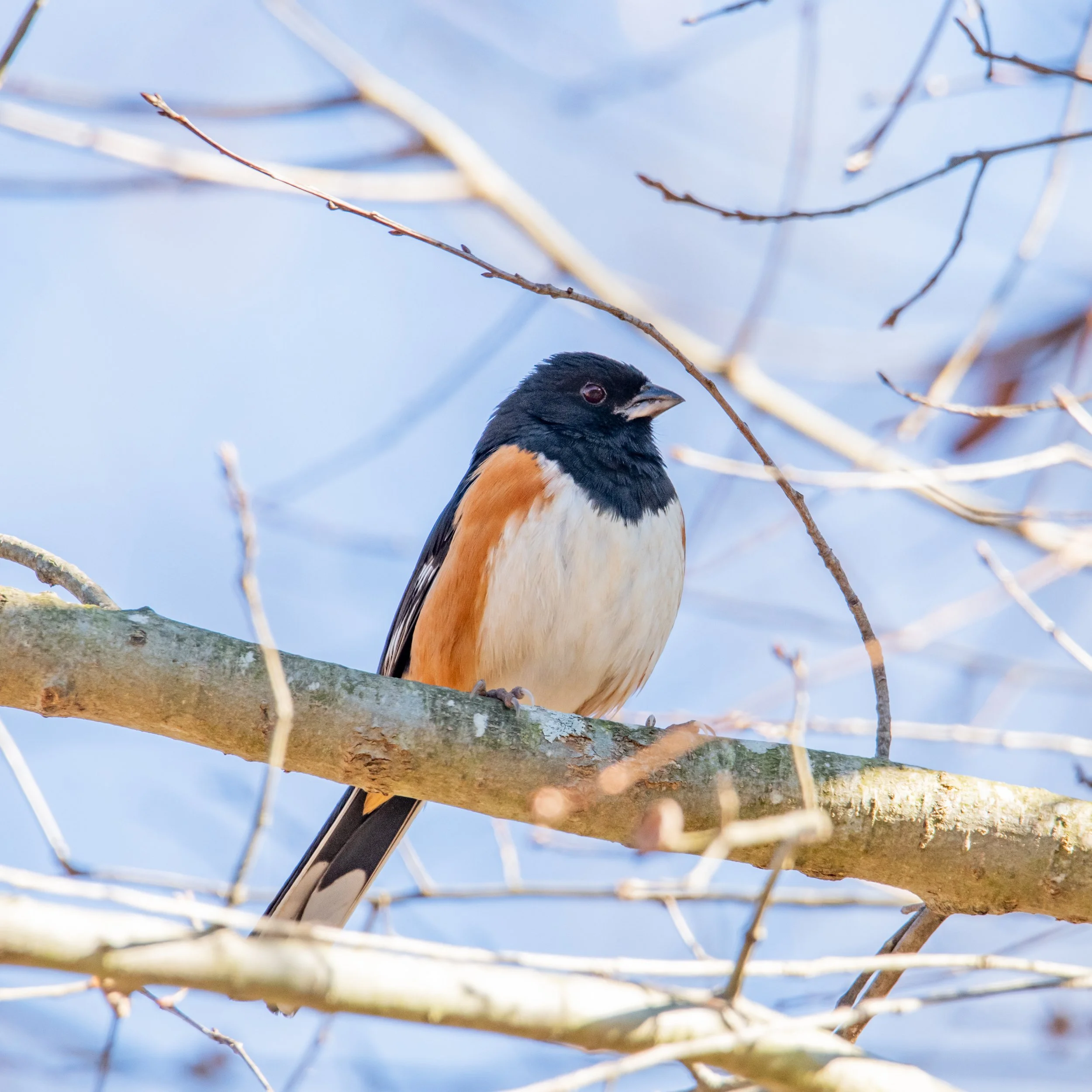 Eastern Towhee