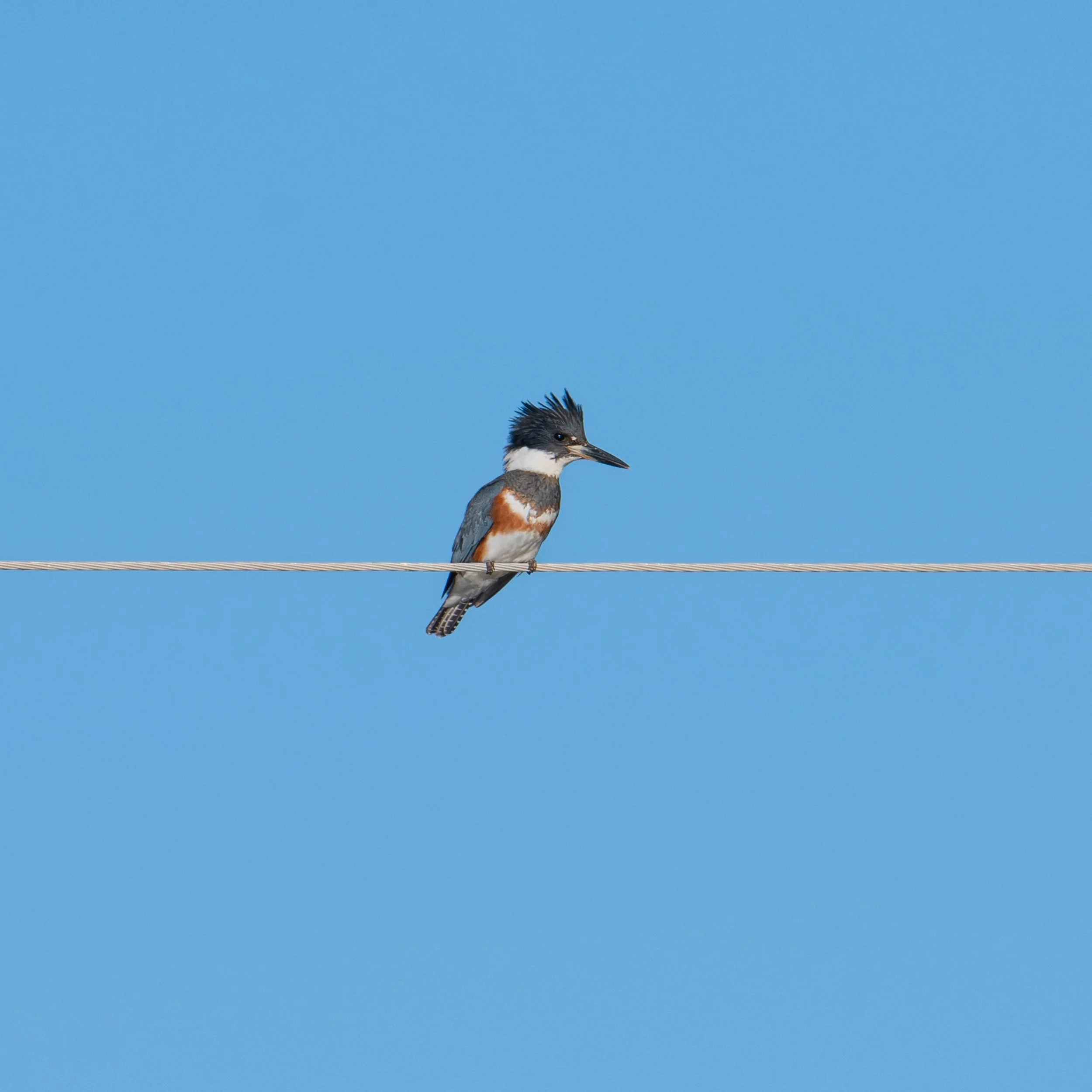 Belted Kingfisher