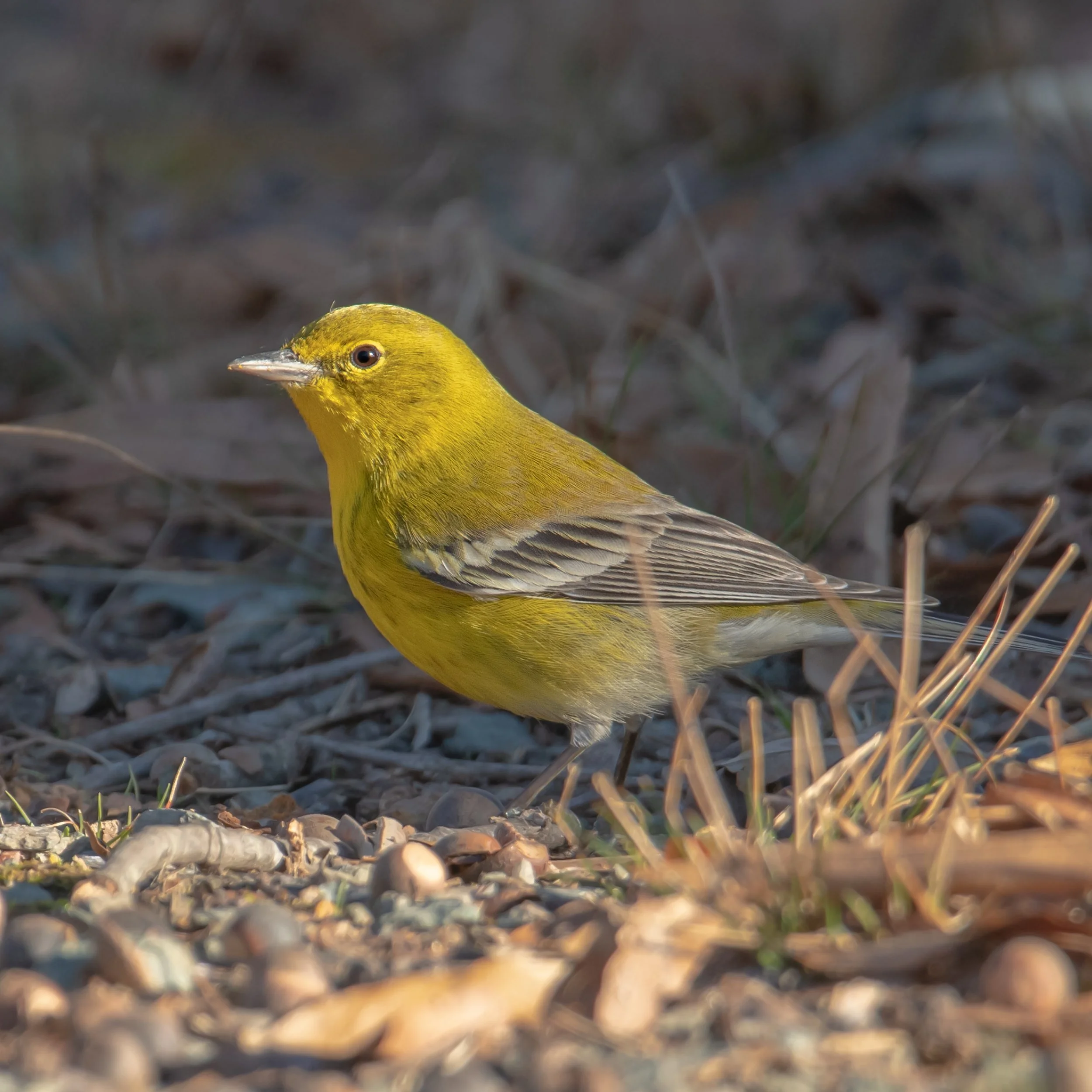 Pine Warbler