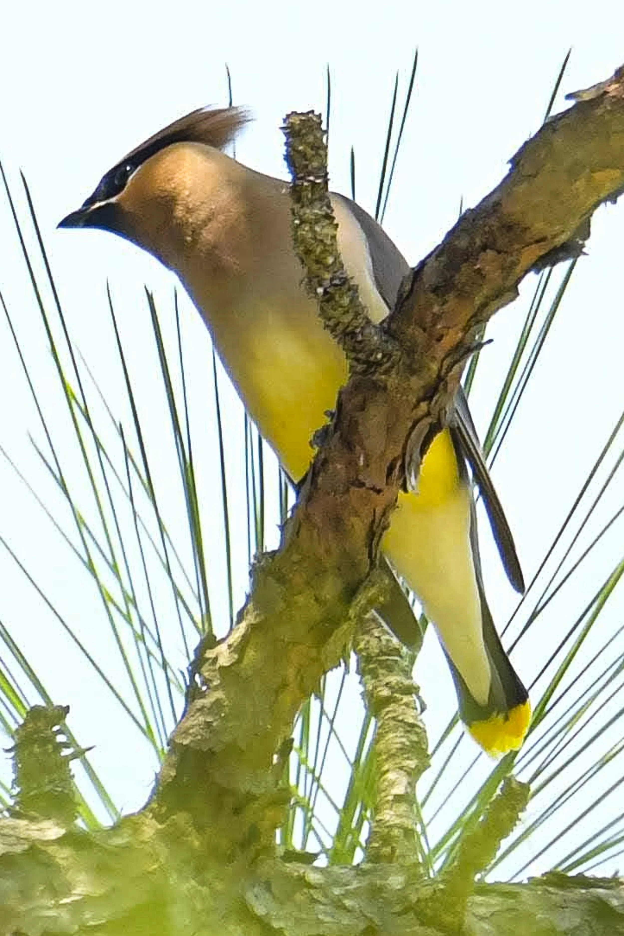 Cedar Waxwing