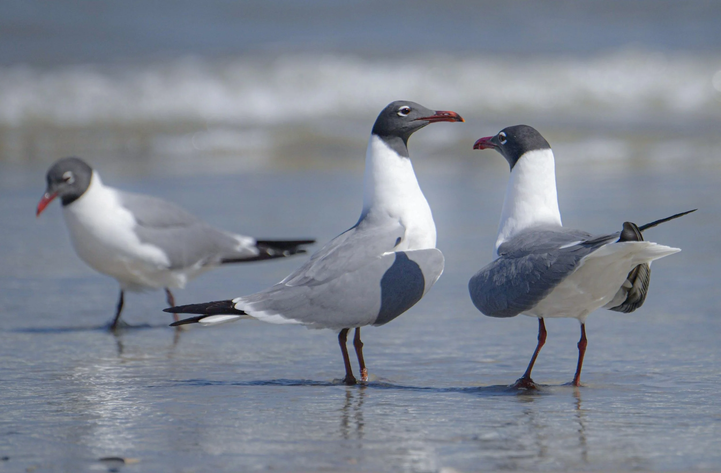 Laughing Gull