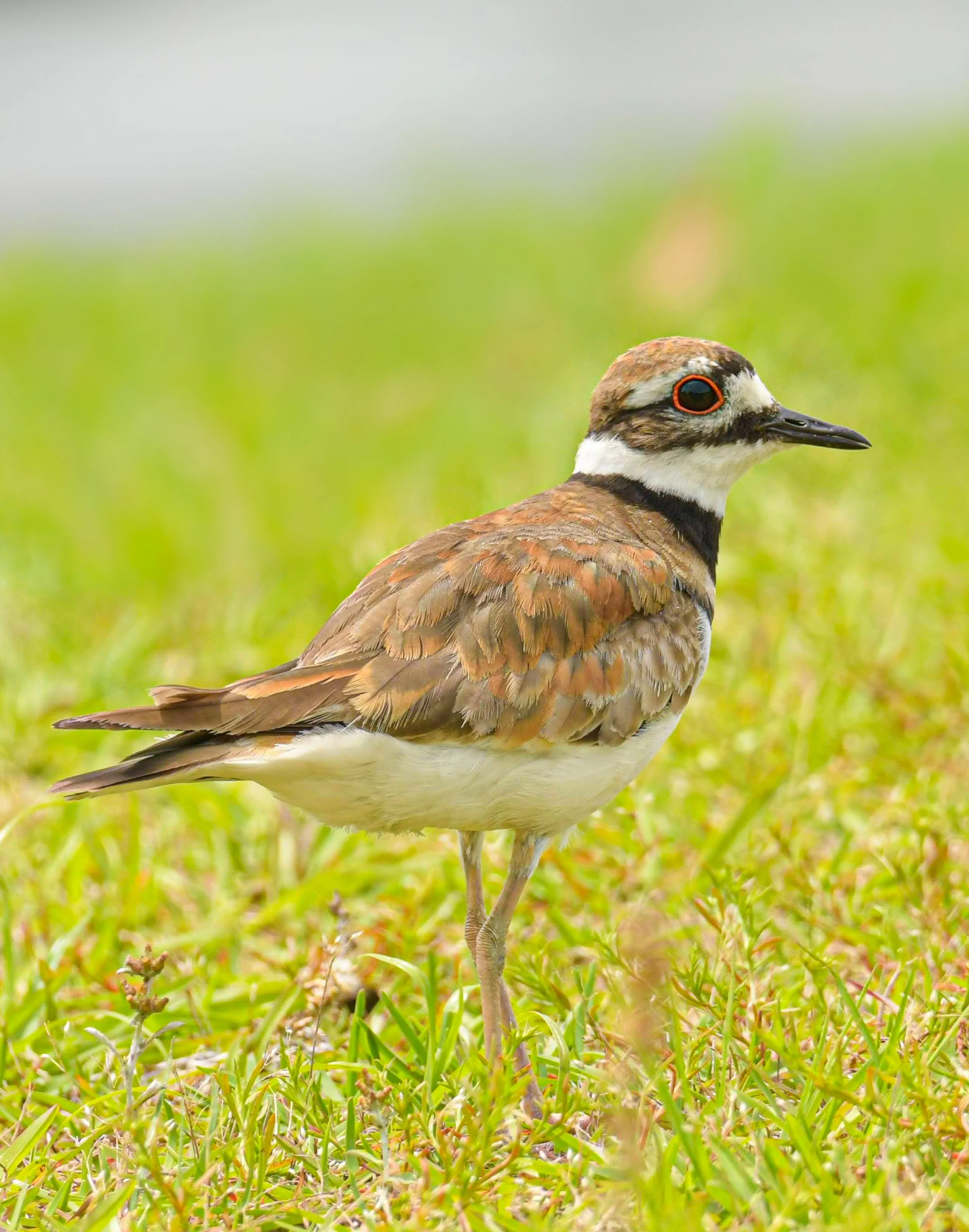 Killdeer