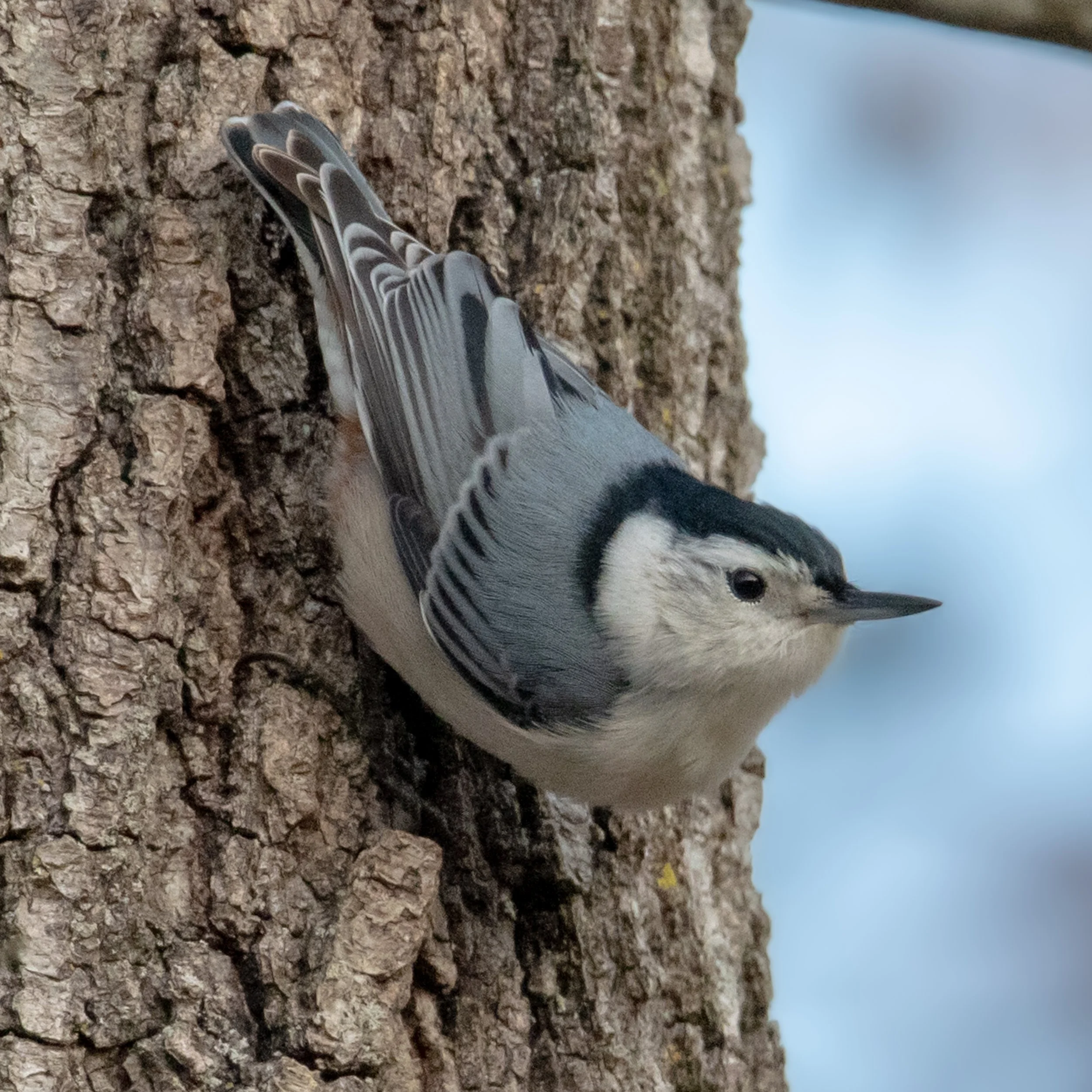 White-breasted Nuthatch