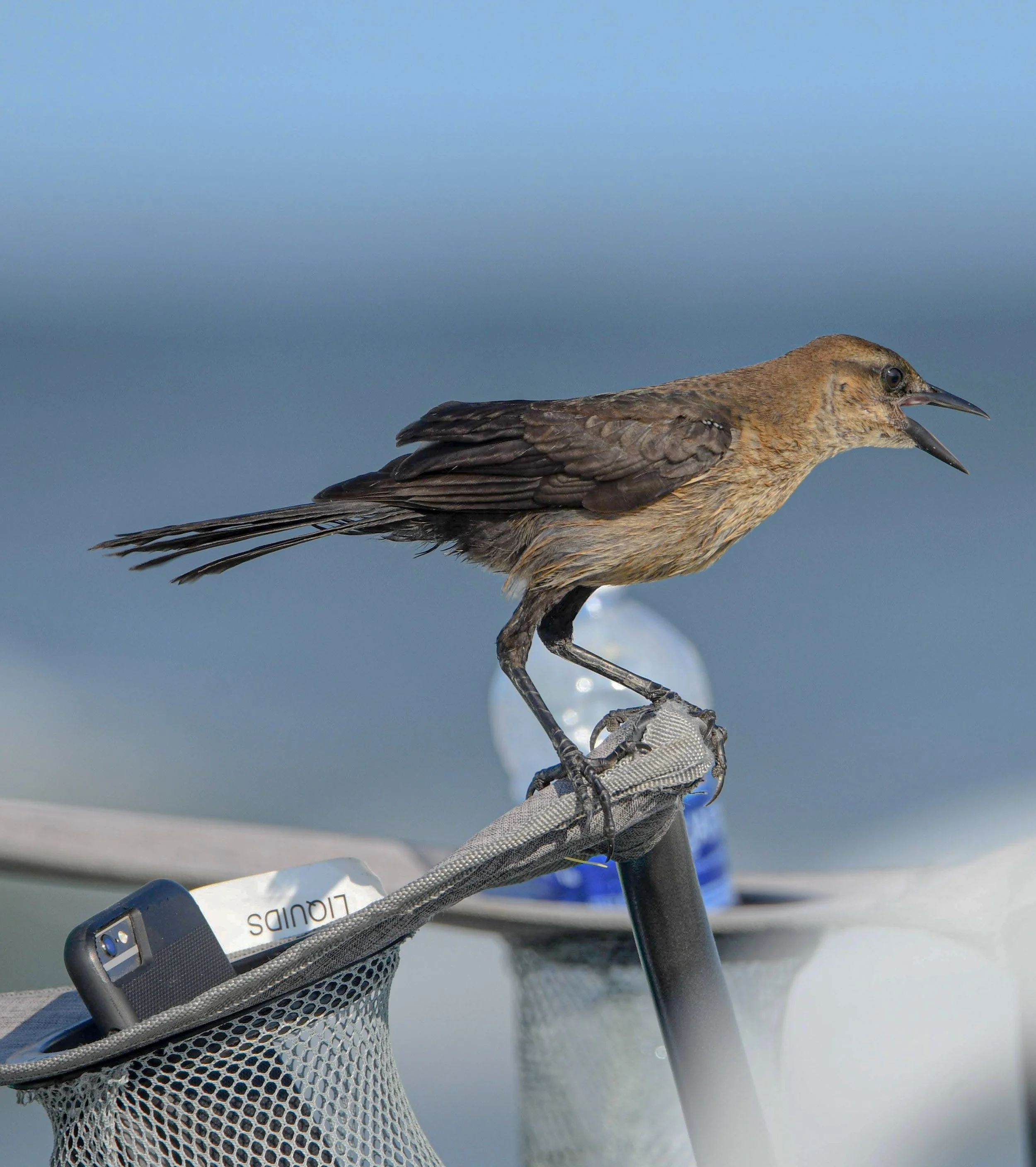Boat-Tailed Grackle