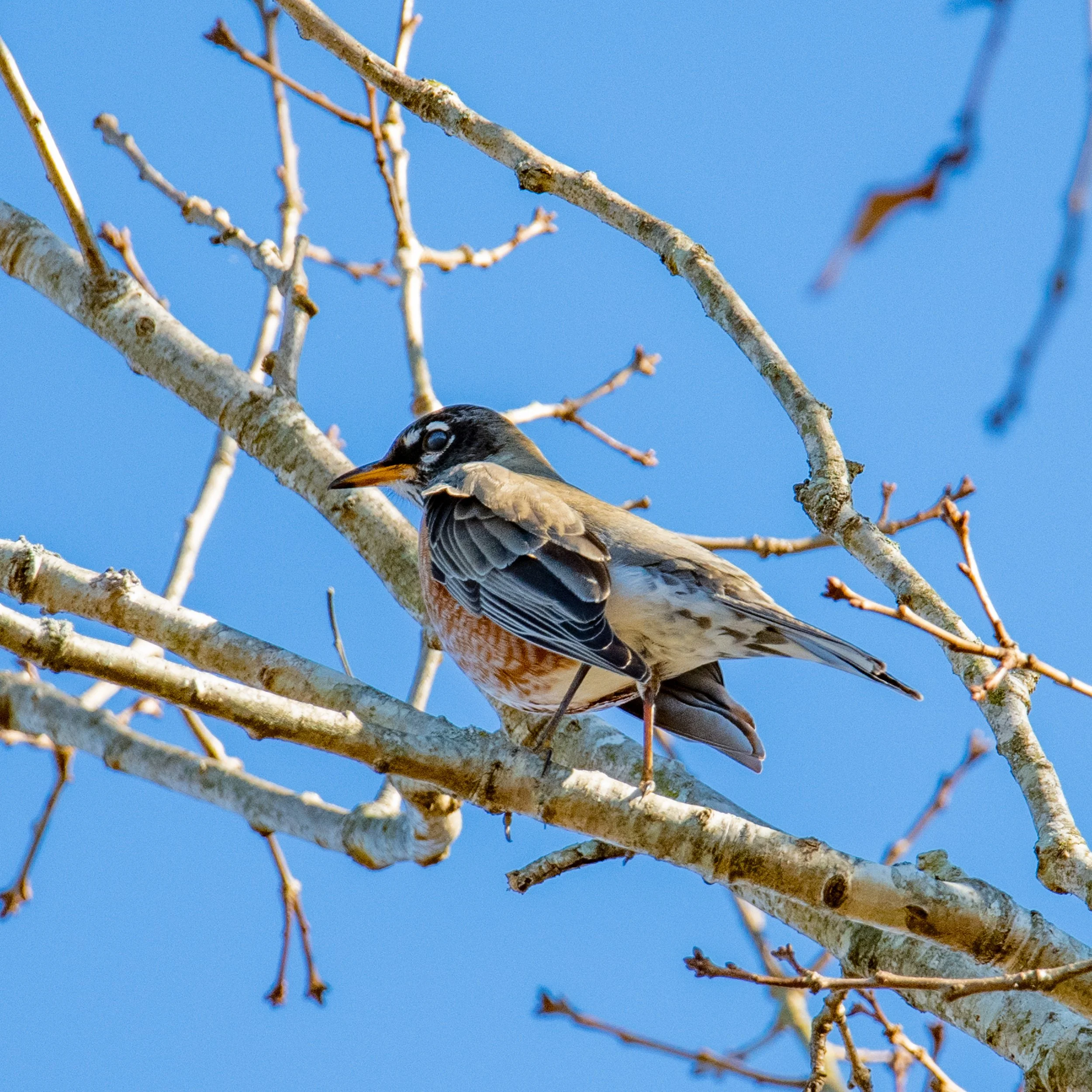 American Robin