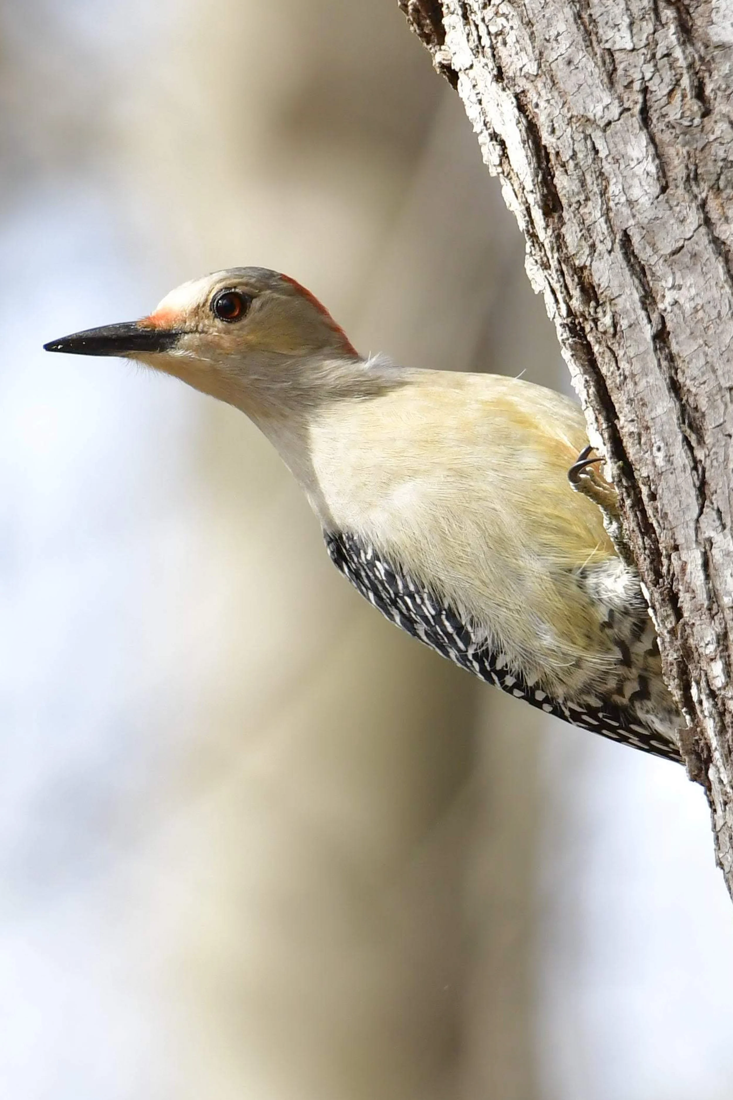 Red-Bellied Woodpecker
