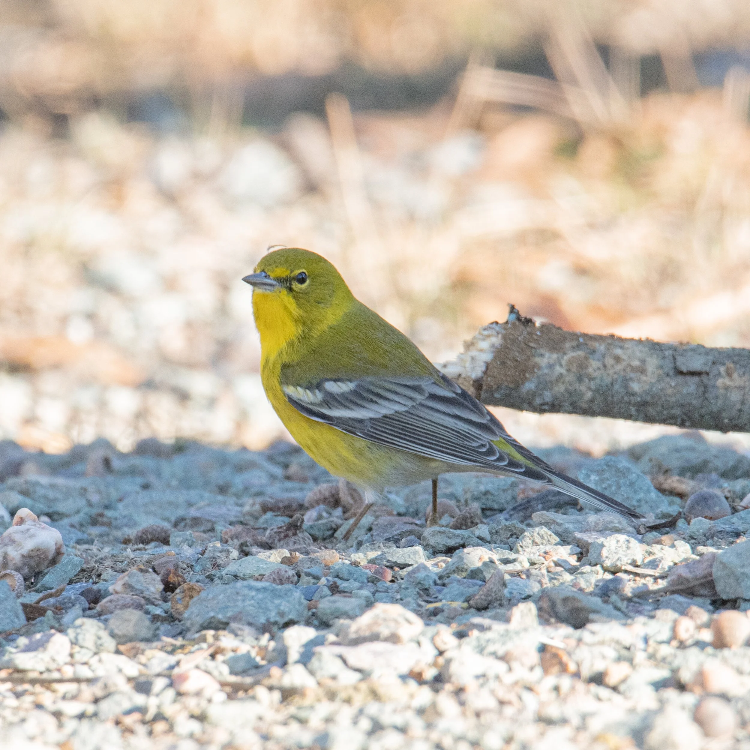 Pine Warbler