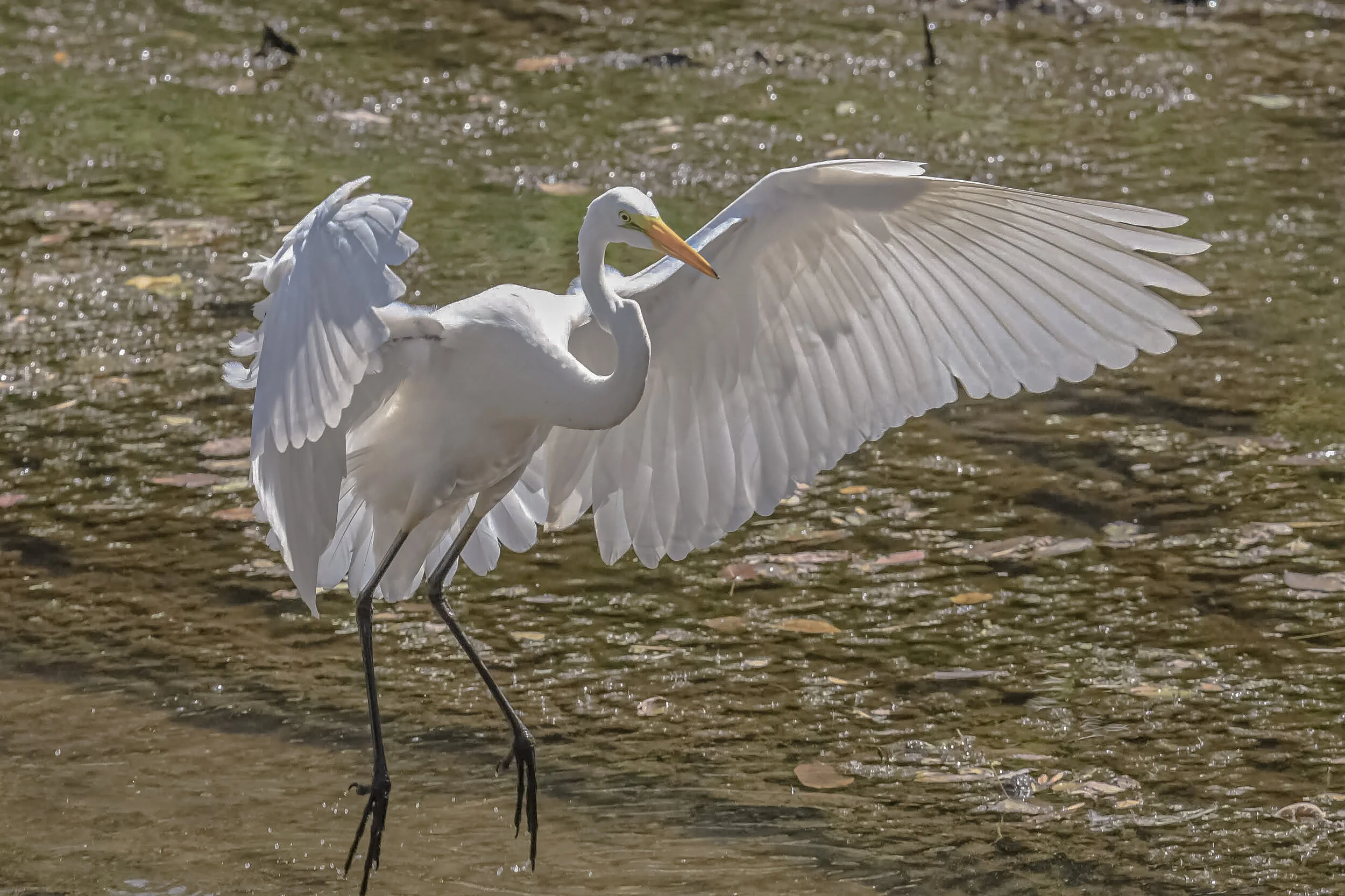 Great Egret at the Delaware Canal Towpath in Yardley, PA