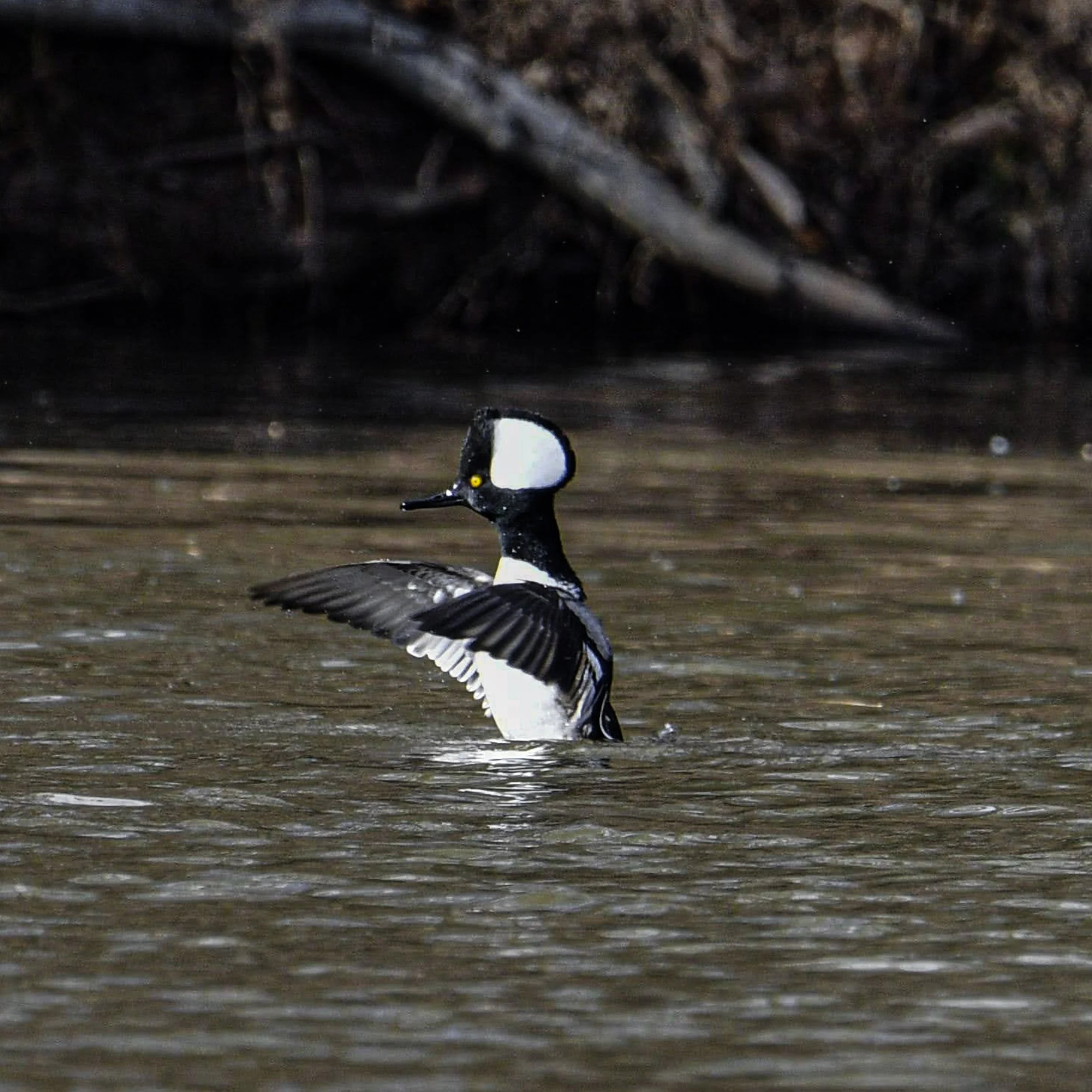 Hooded Merganser